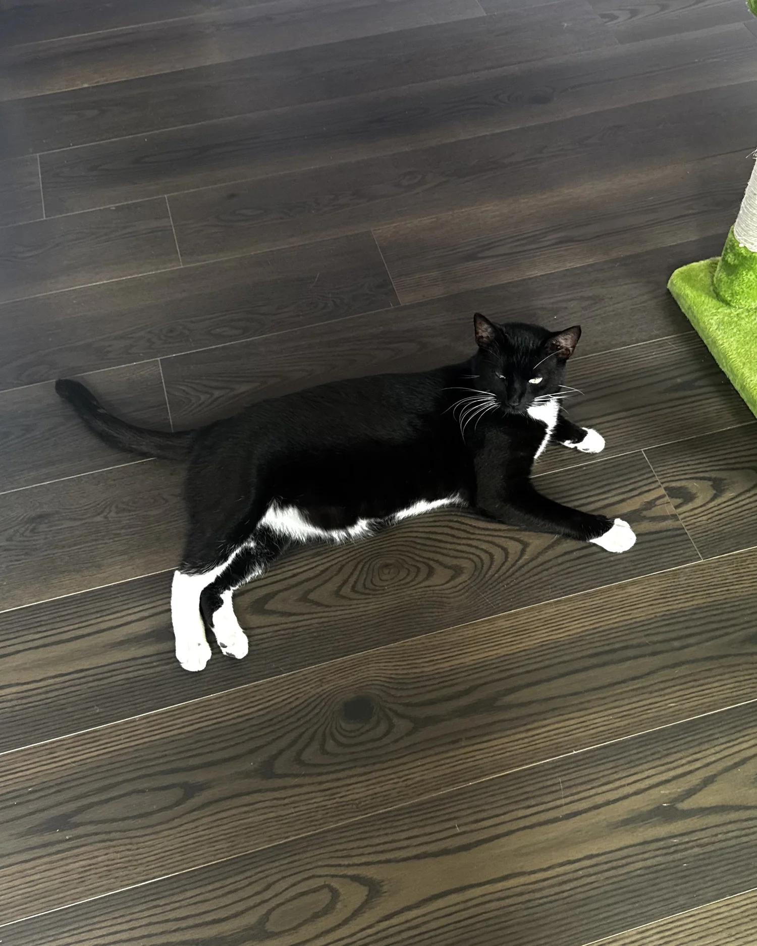 Enlarge Tuxy, a Adopted Tuxedo in Atlanta, GA image 4/6