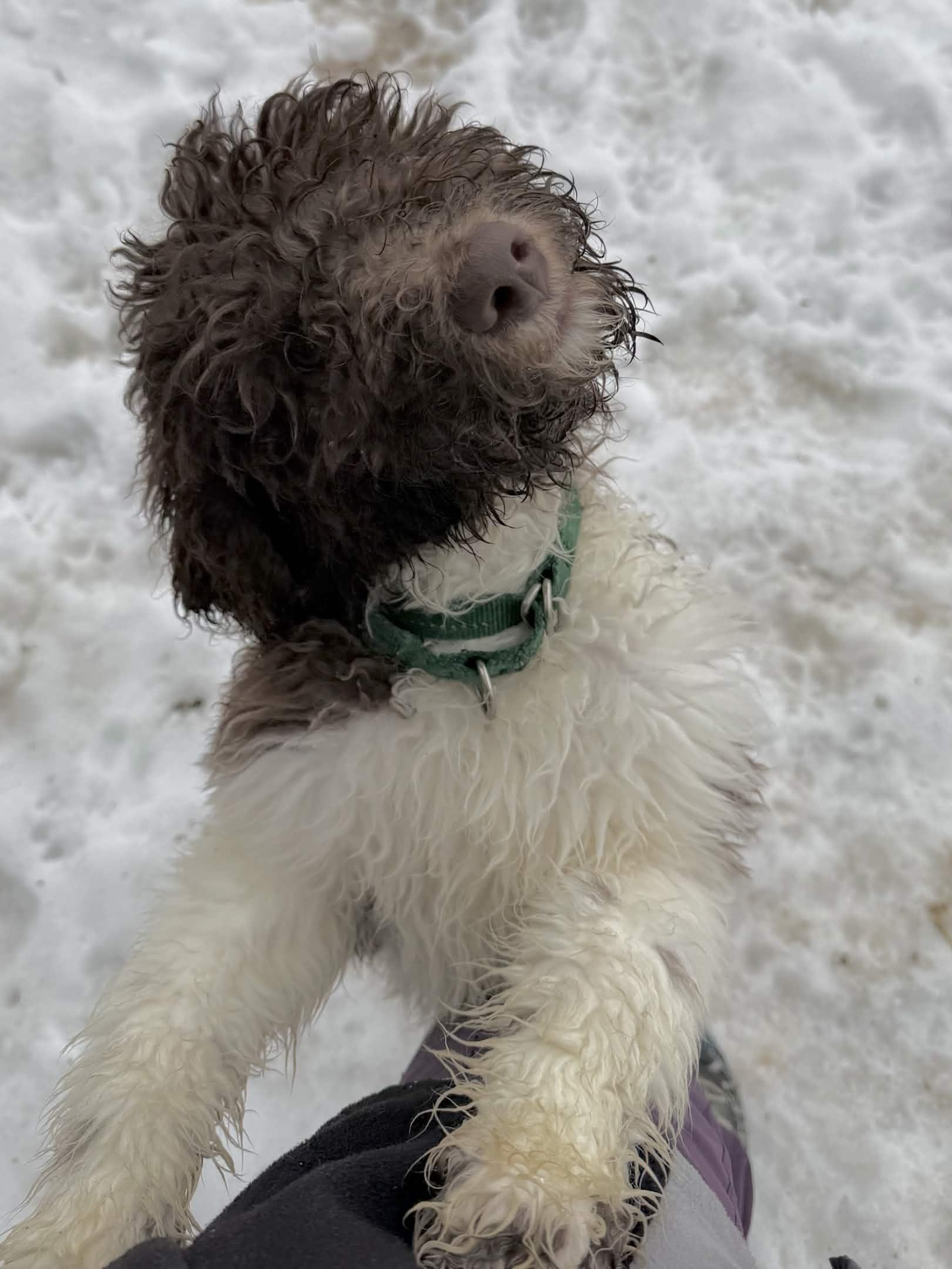 Enlarge Jupiter, a Adoptable Standard Poodle in Exeter, RI image 2/3