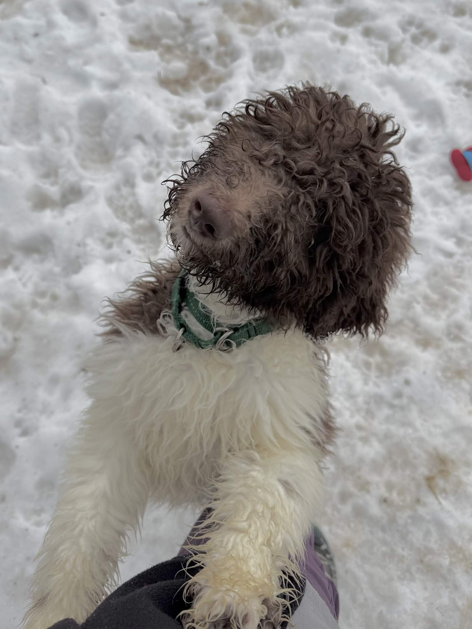 Jupiter, Adoptable, Puppy Male Standard Poodle.