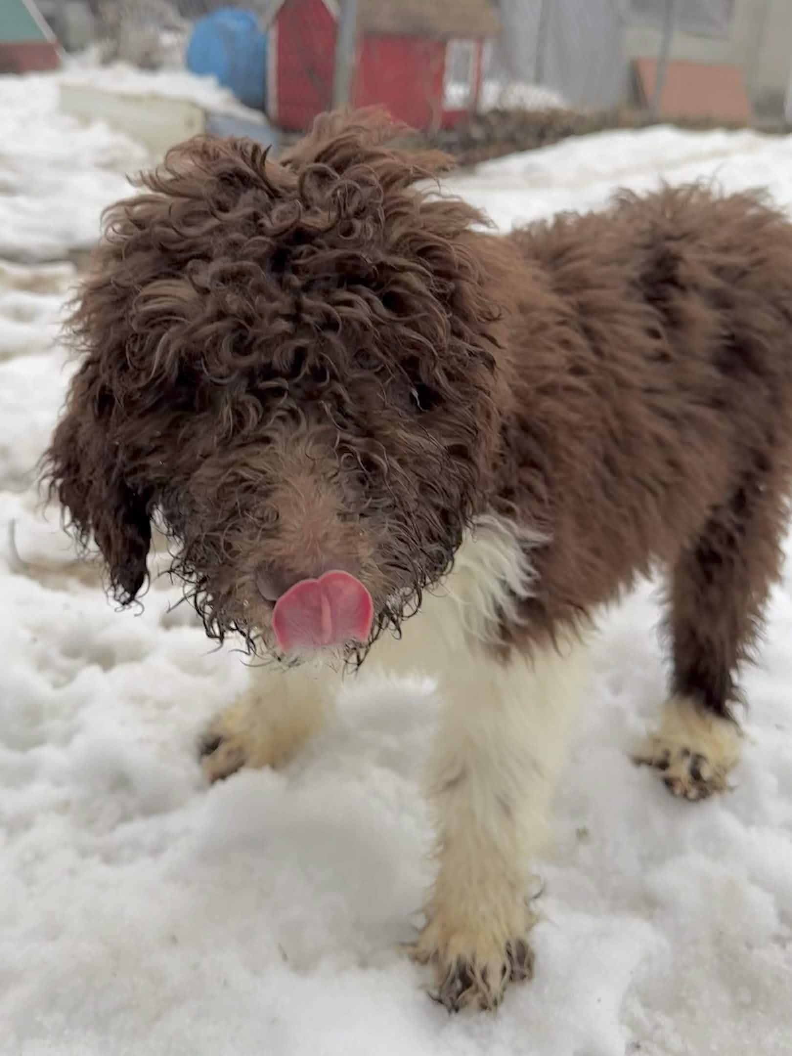 Enlarge Jupiter, a Adoptable Standard Poodle in Exeter, RI image 3/3