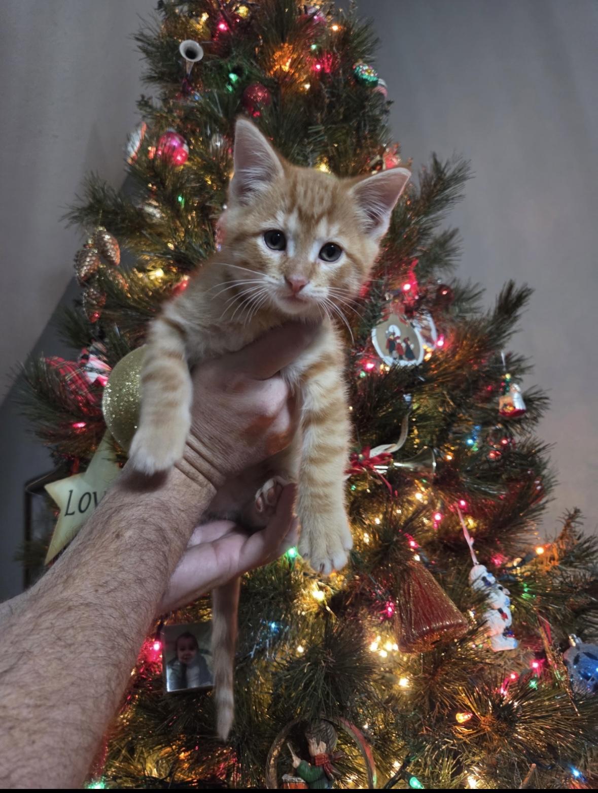 Tom, Adoptable, Kitten Male Domestic Short Hair & Tabby.