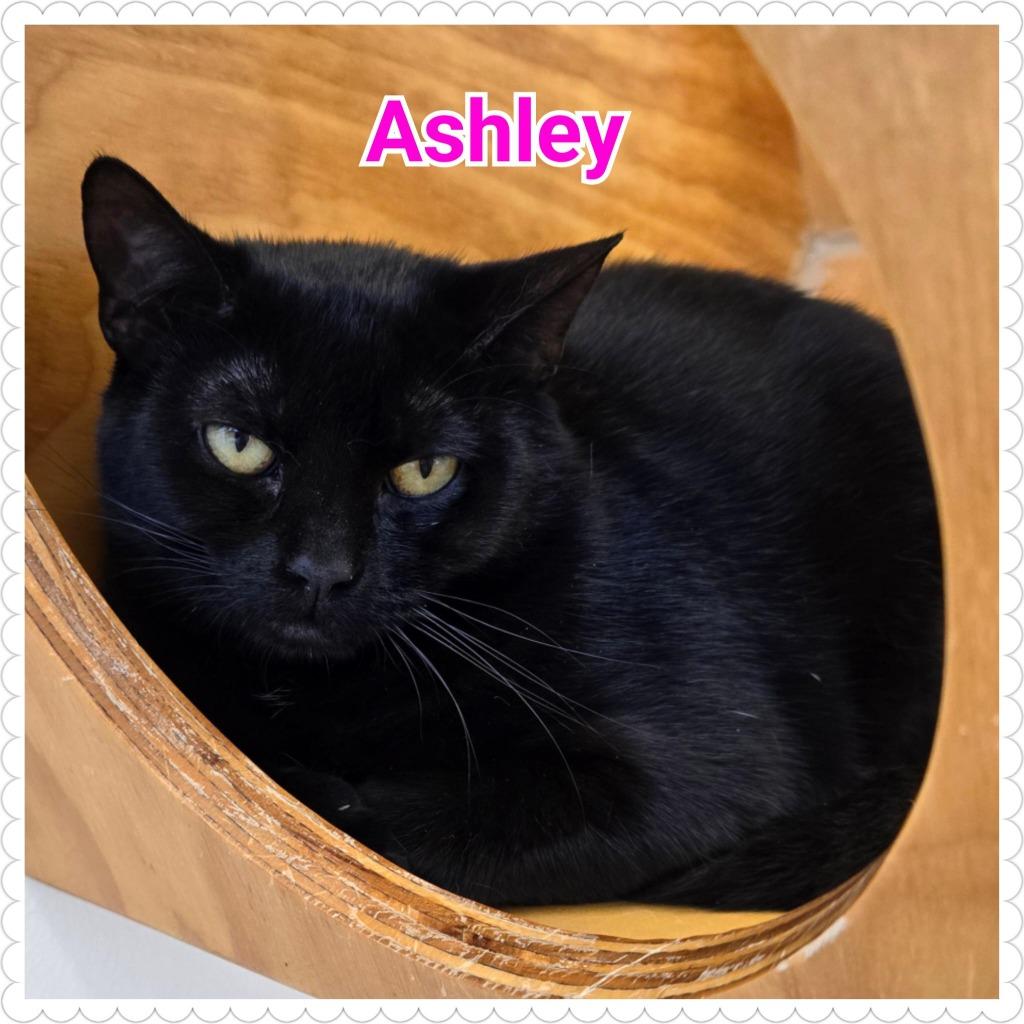 Enlarge Ashley, a Adoptable mixed breed in North Saint Paul, MN image 1/3
