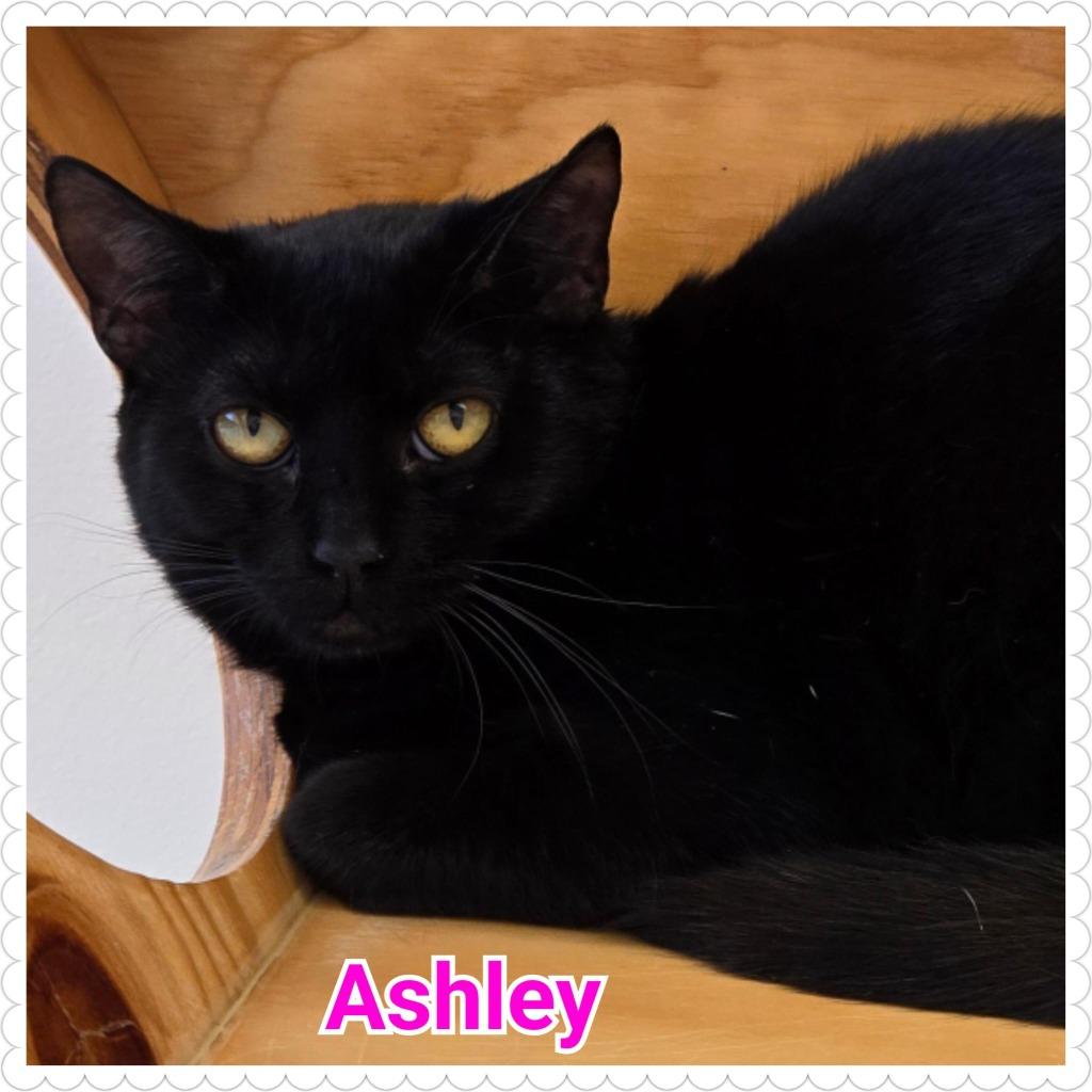 Enlarge Ashley, a Adoptable mixed breed in North Saint Paul, MN image 2/3