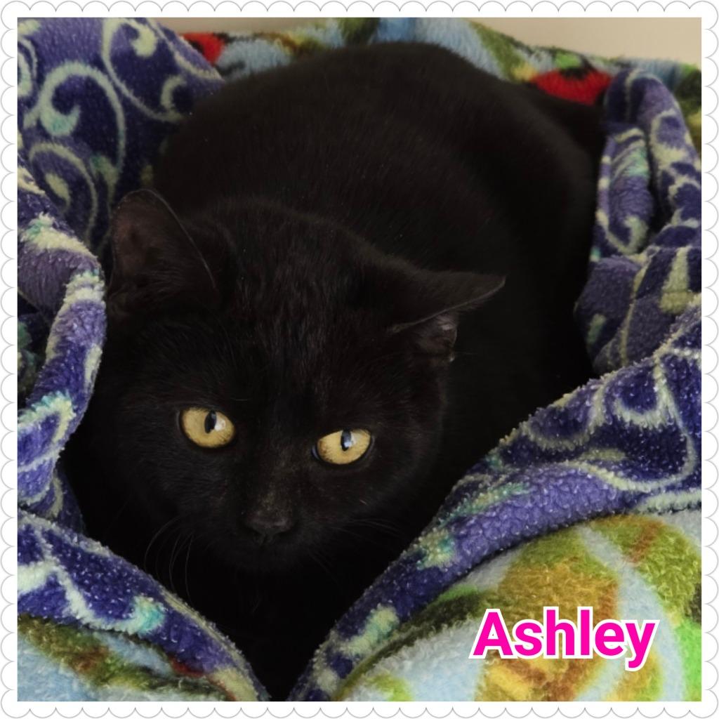 Enlarge Ashley, a Adoptable mixed breed in North Saint Paul, MN image 3/3