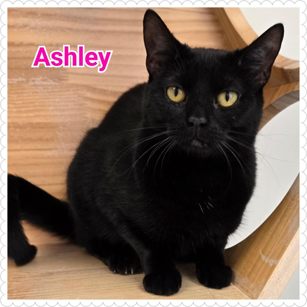 Ashley, a Adoptable mixed breed in North Saint Paul, MN image 4/6
