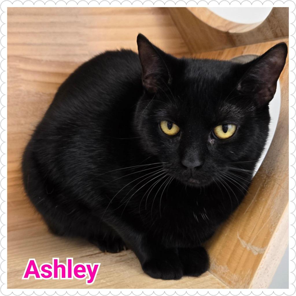 Ashley, a Adoptable mixed breed in North Saint Paul, MN image 5/6