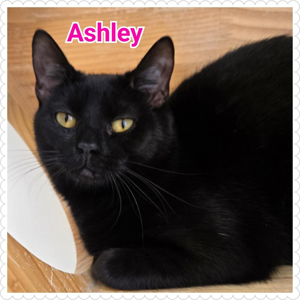 Ashley, a Adoptable mixed breed in North Saint Paul, MN image 6/6