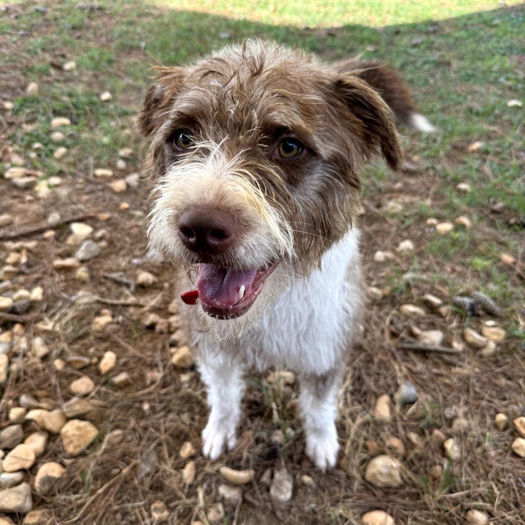 Frieda, Adoptable, Adult Female Terrier.
