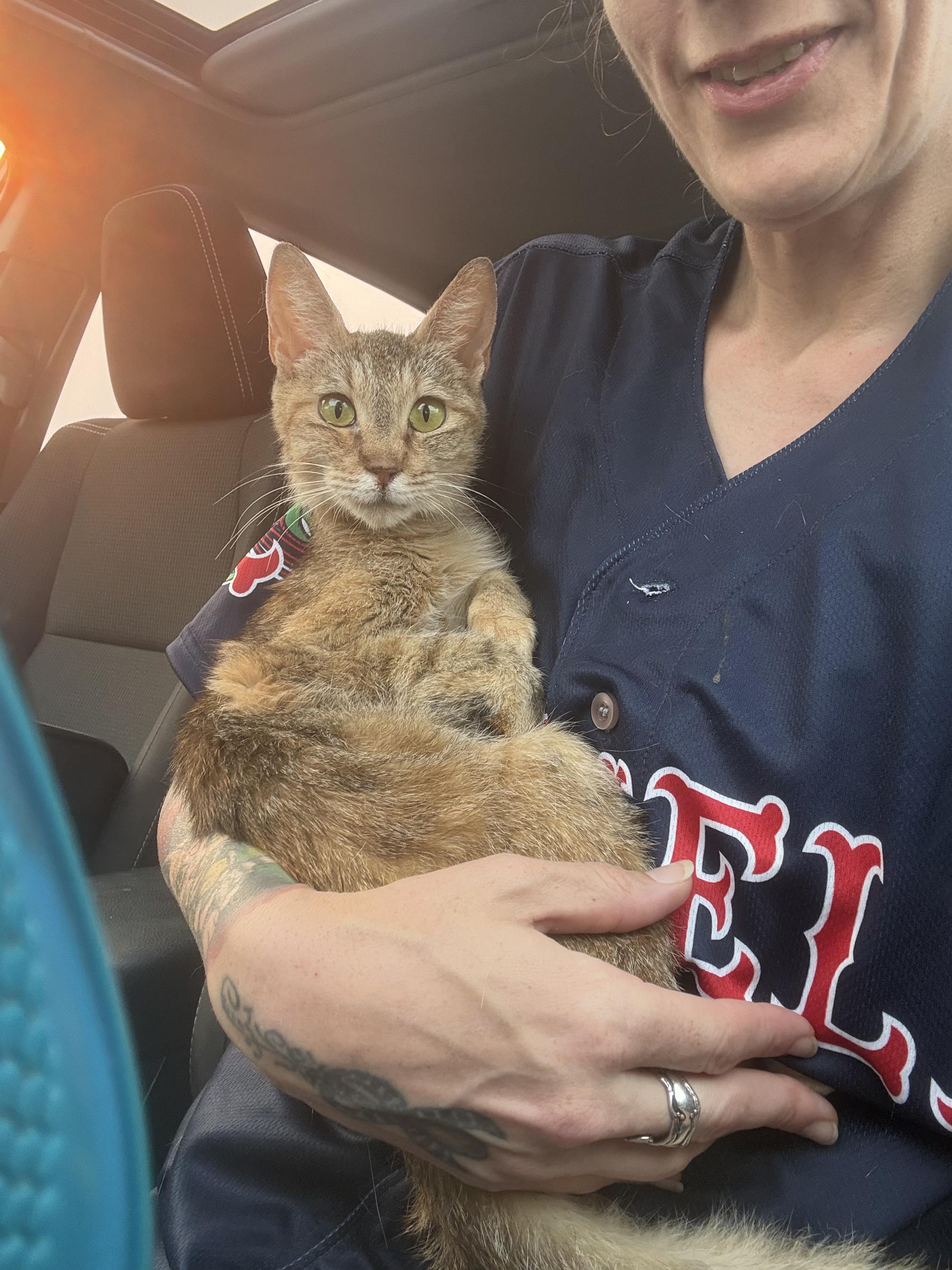 Enlarge Fiona, a ADOPTABLE Domestic Short Hair in Spencer, MA image 2/6