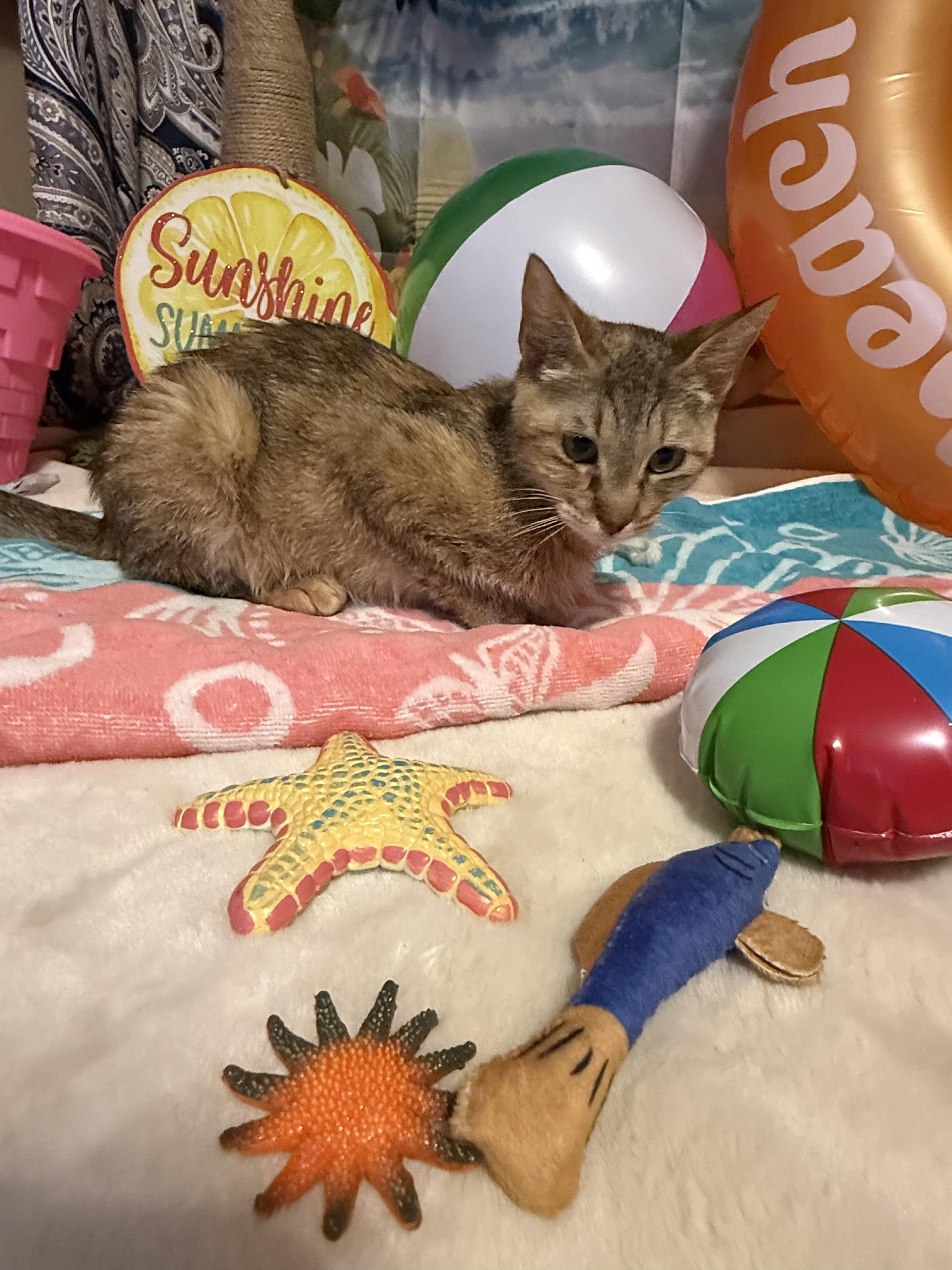 Enlarge Fiona, a ADOPTABLE Domestic Short Hair in Spencer, MA image 3/6