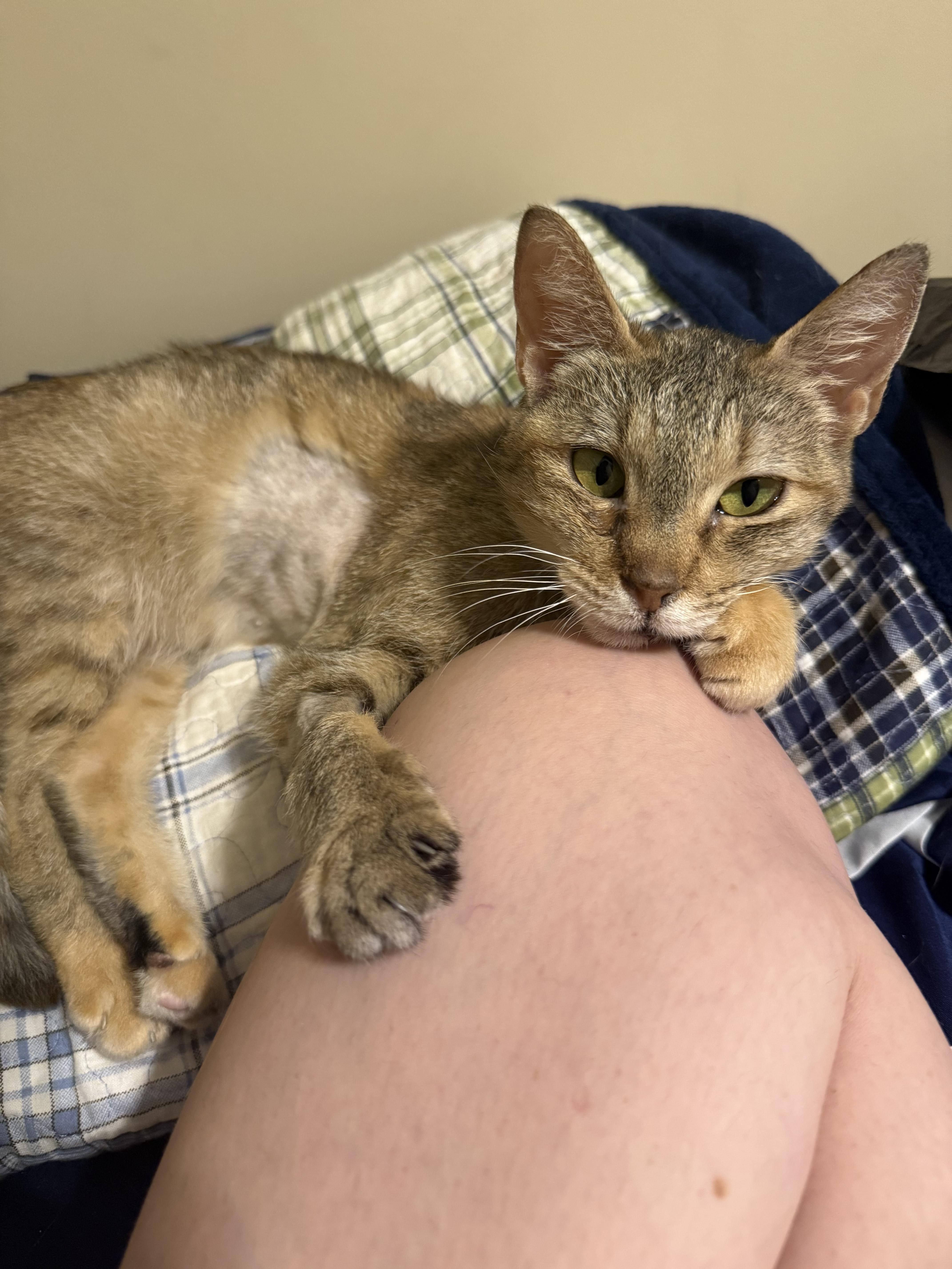 Enlarge Fiona, a ADOPTABLE Domestic Short Hair in Spencer, MA image 5/6