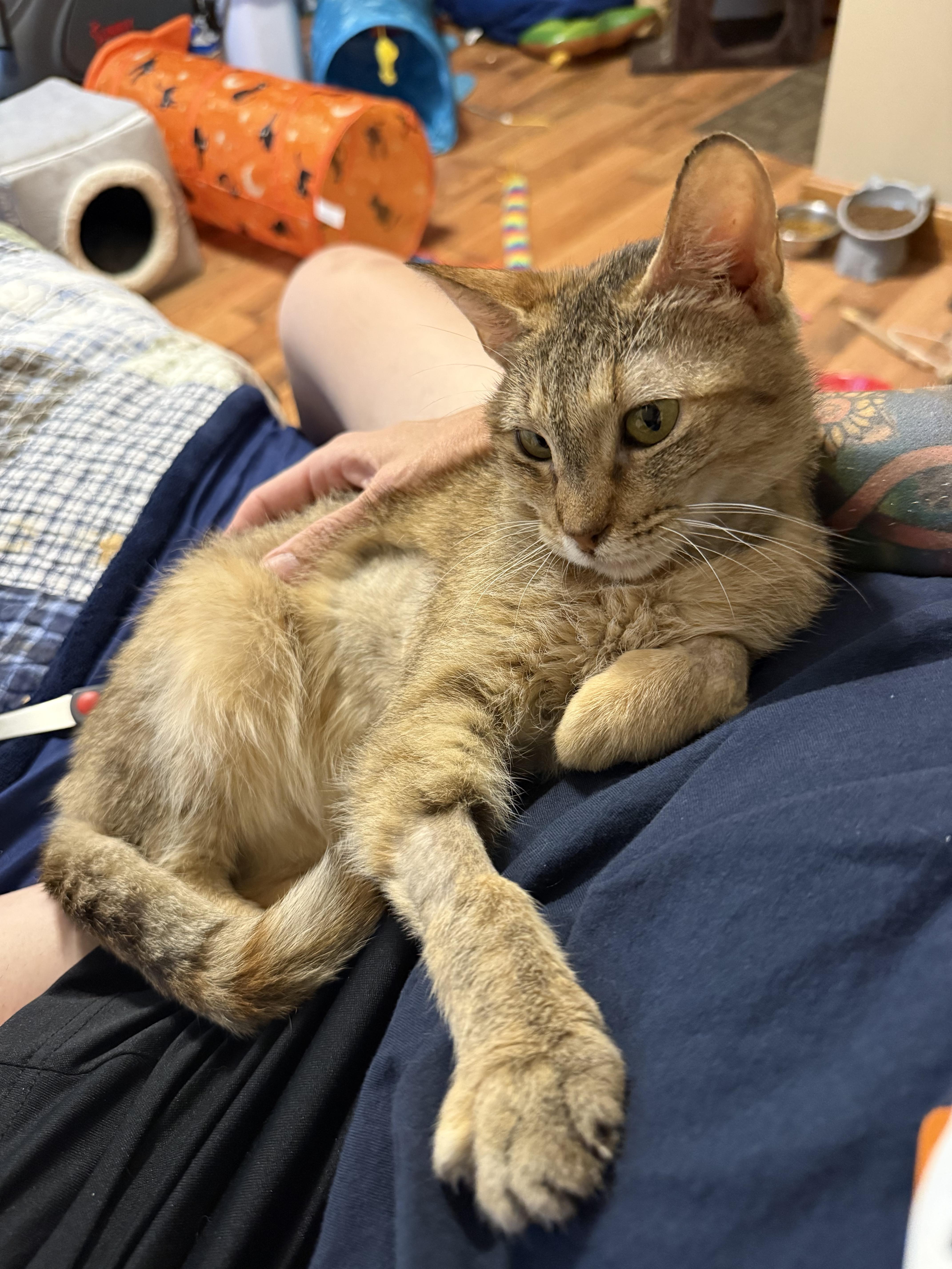 Enlarge Fiona, a ADOPTABLE Domestic Short Hair in Spencer, MA image 1/6