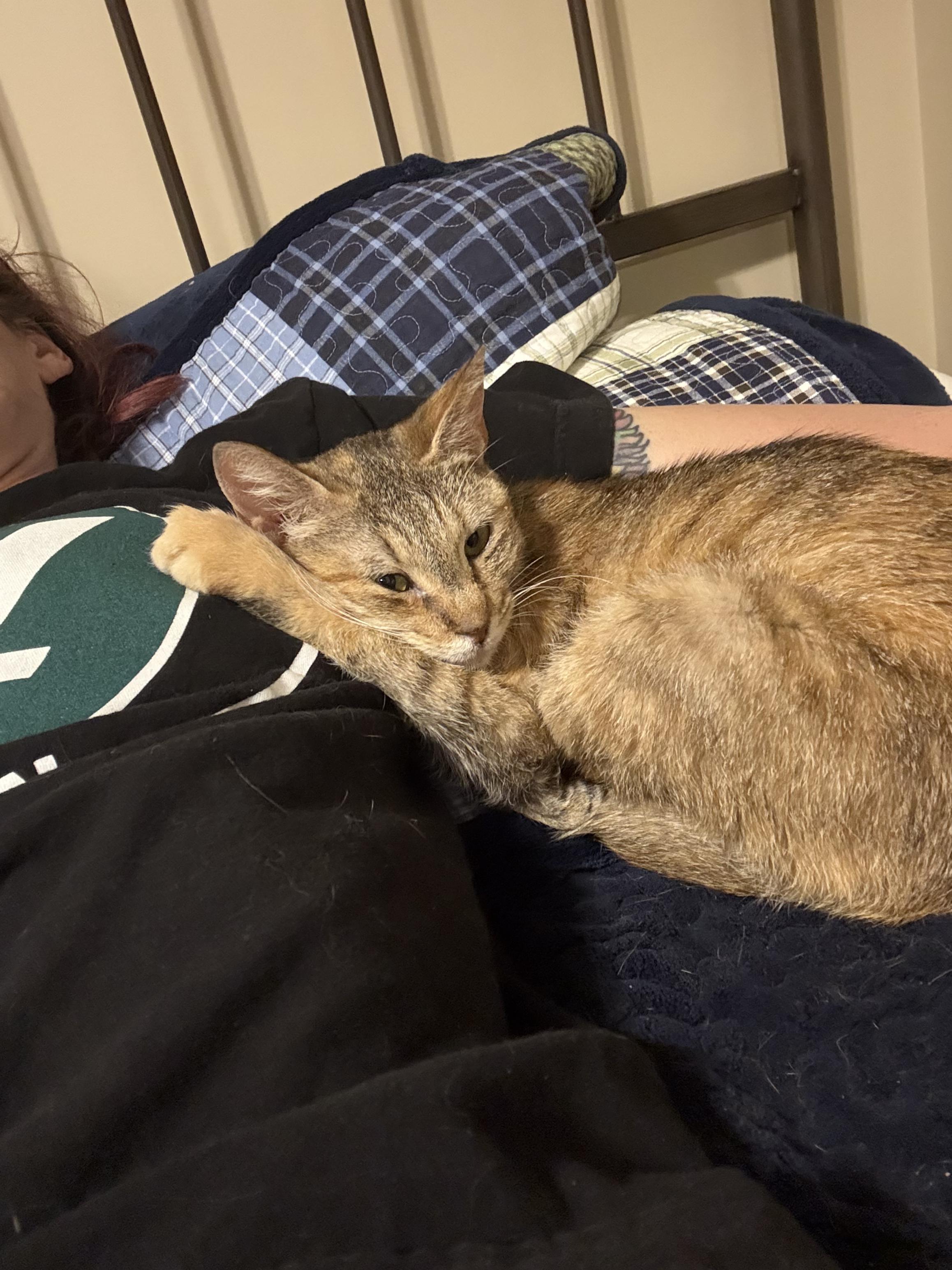 Enlarge Fiona, a ADOPTABLE Domestic Short Hair in Spencer, MA image 4/6