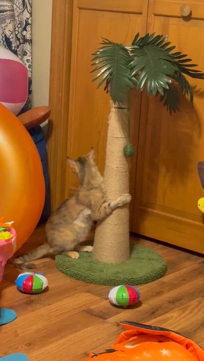 Enlarge Fiona, a ADOPTABLE Domestic Short Hair in Spencer, MA video 6/6