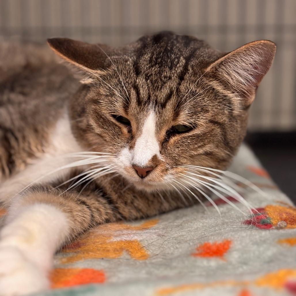 Tessa, Adoptable, Adult Female Domestic Short Hair.