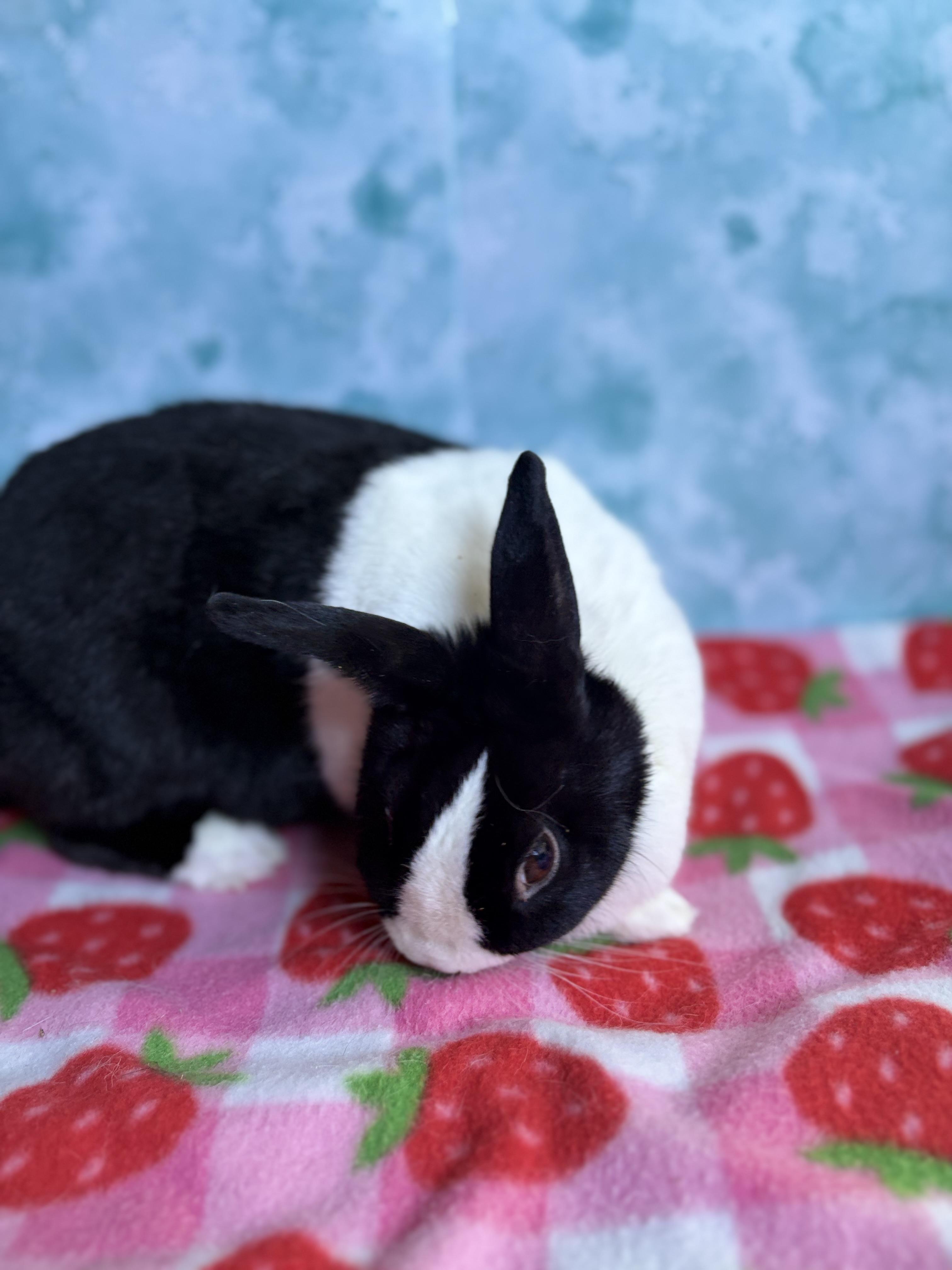 Trinity Rabbits Trinity - Adoptable Pet | Petfinder | Petfinder