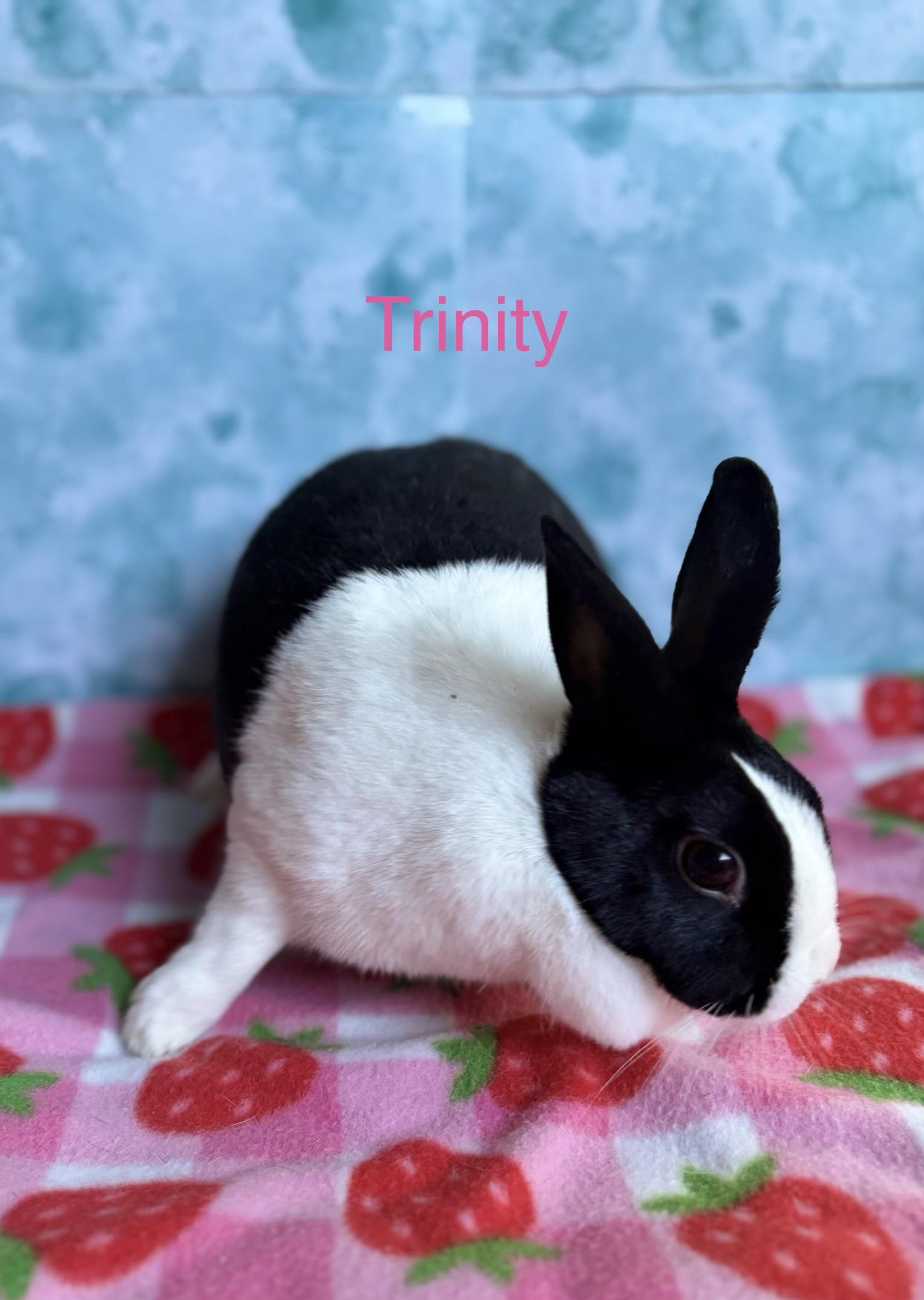 Trinity Rabbits Trinity - Adopted | Petfinder