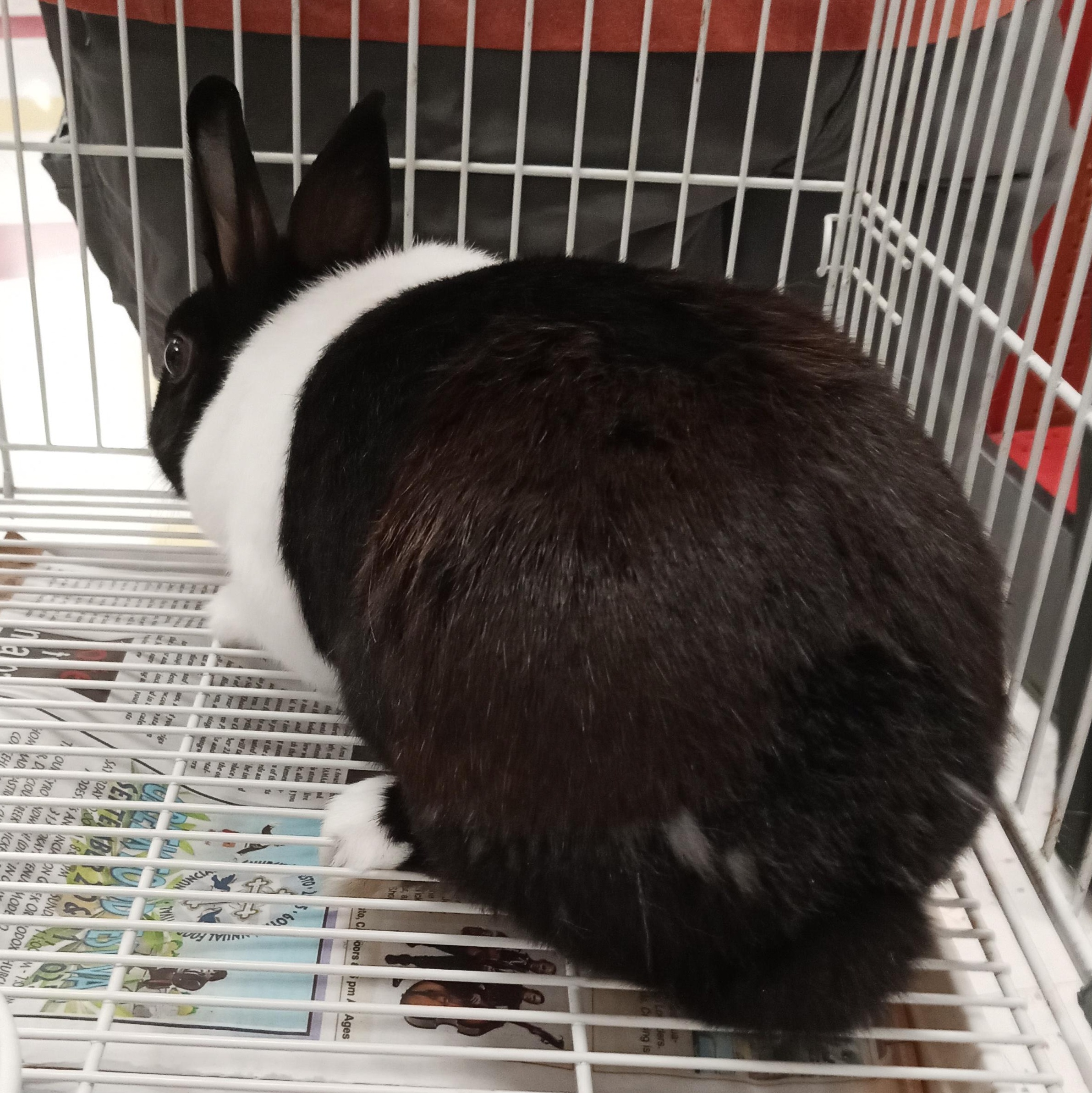 Trinity Rabbits Trinity - Adoptable Pet | Petfinder | Petfinder