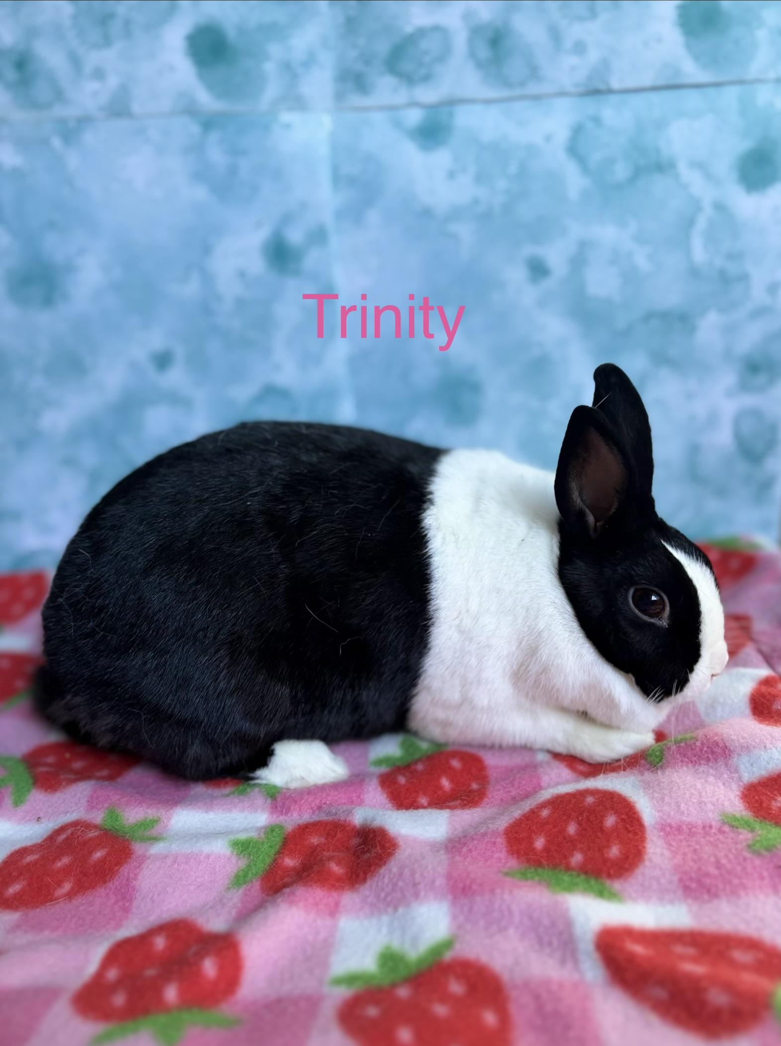 Trinity Rabbits Trinity - Adoptable Pet | Petfinder | Petfinder