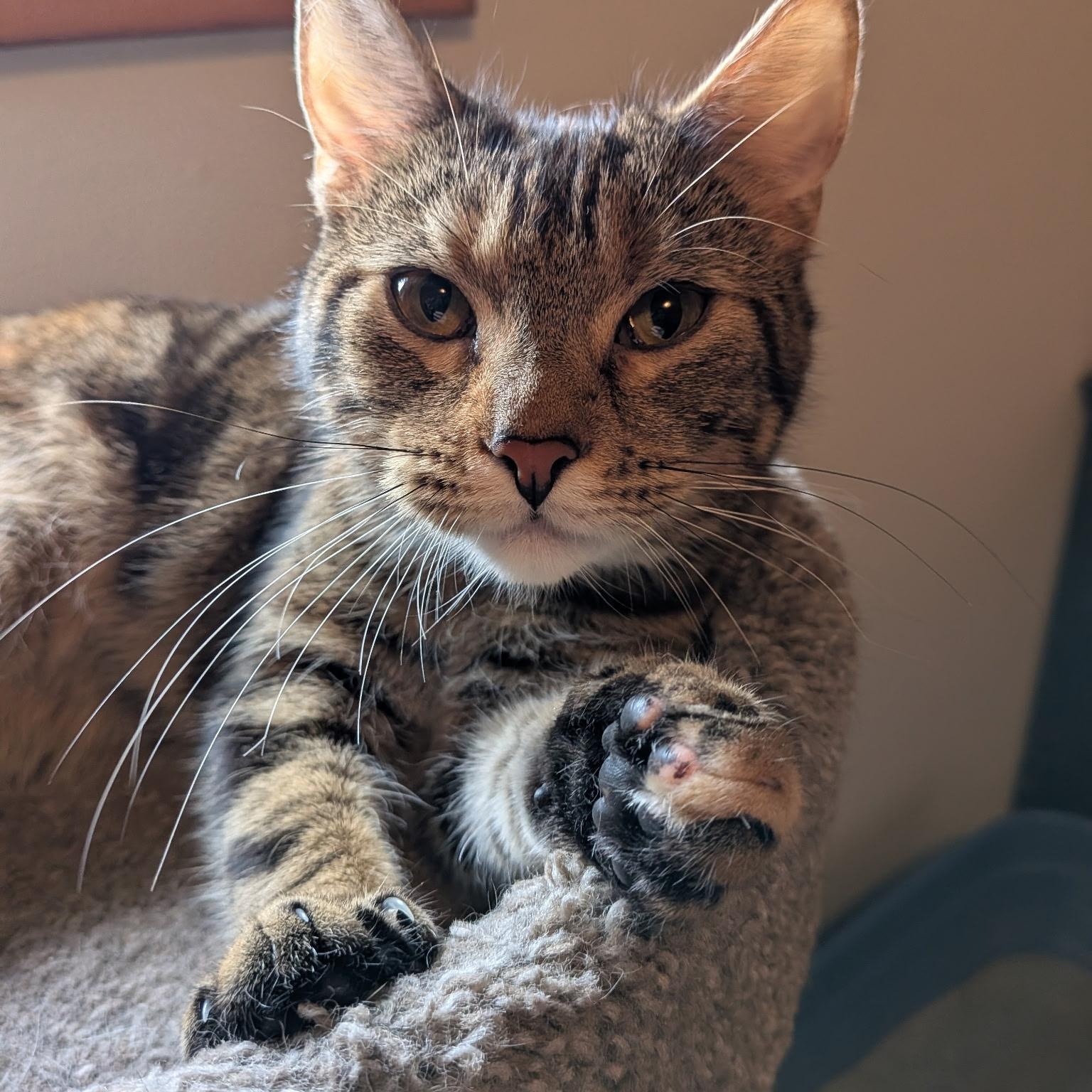 Daisy, adopted, Young Female Domestic Short Hair.