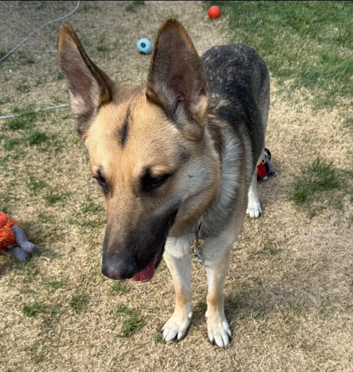 Pauly, a Adoptable German Shepherd Dog in West Warwick, RI image 4/4