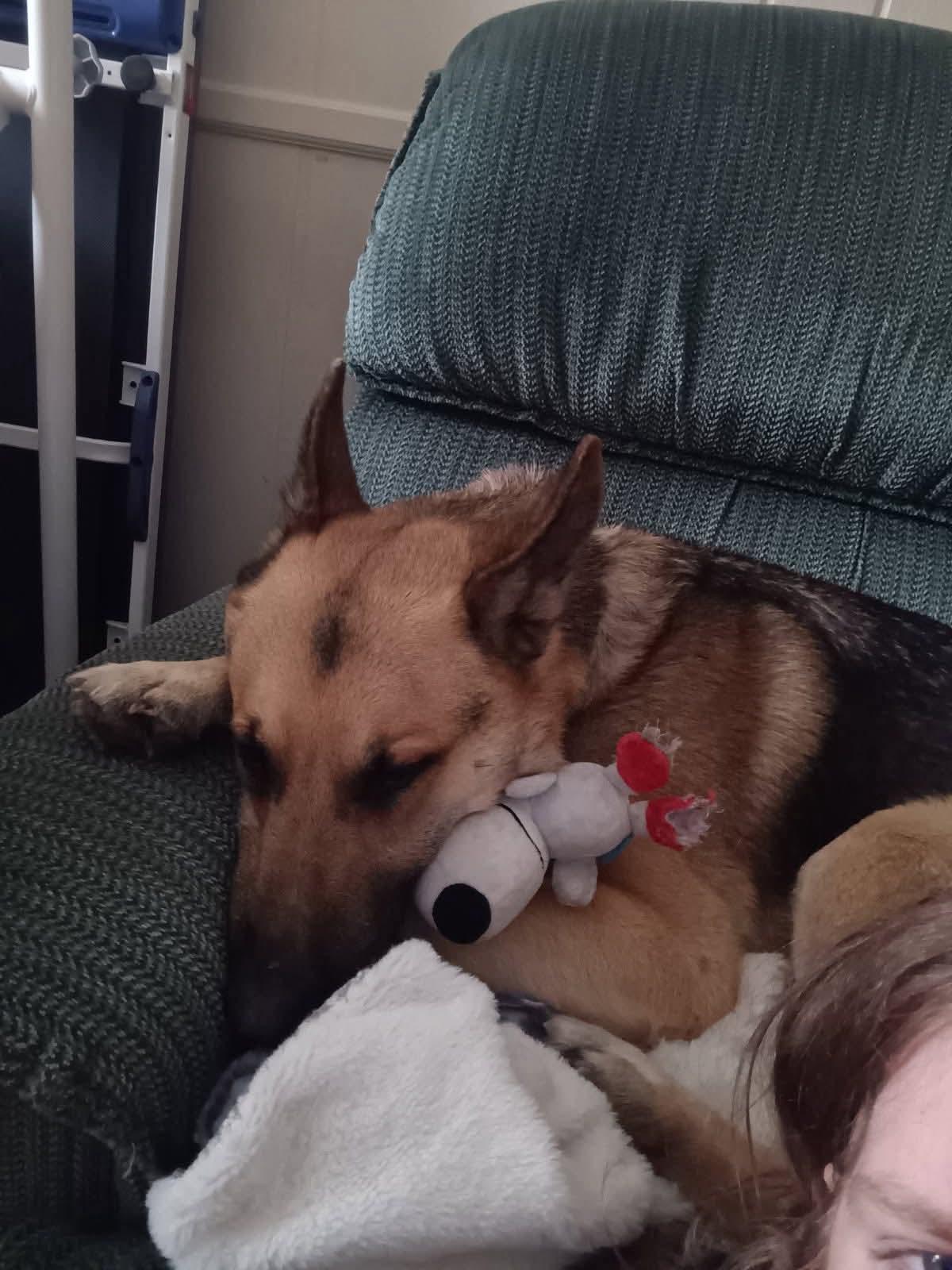 Pauly, a Adoptable German Shepherd Dog in West Warwick, RI image 3/4