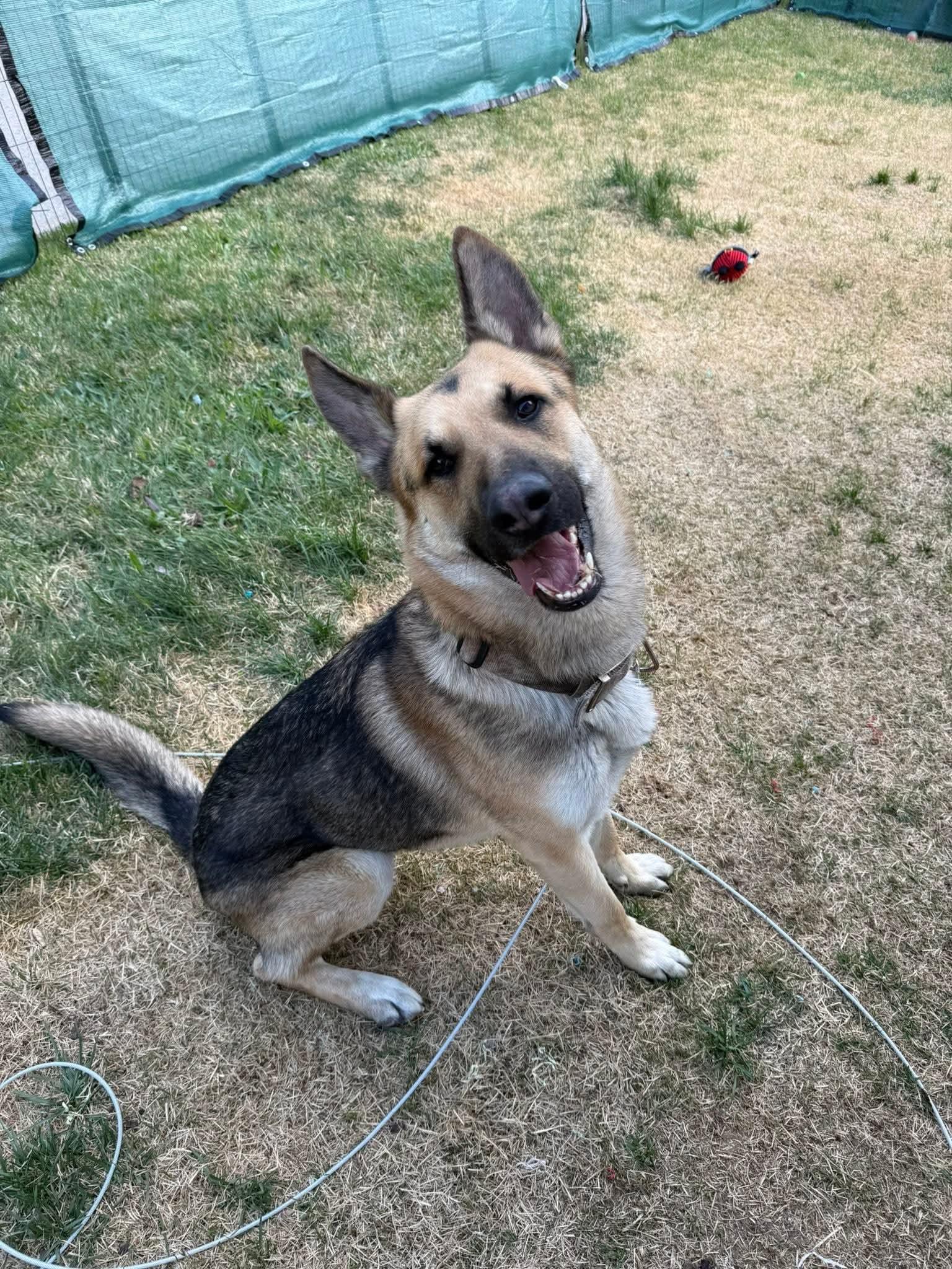 Pauly, Adoptable, Adult Male German Shepherd Dog.