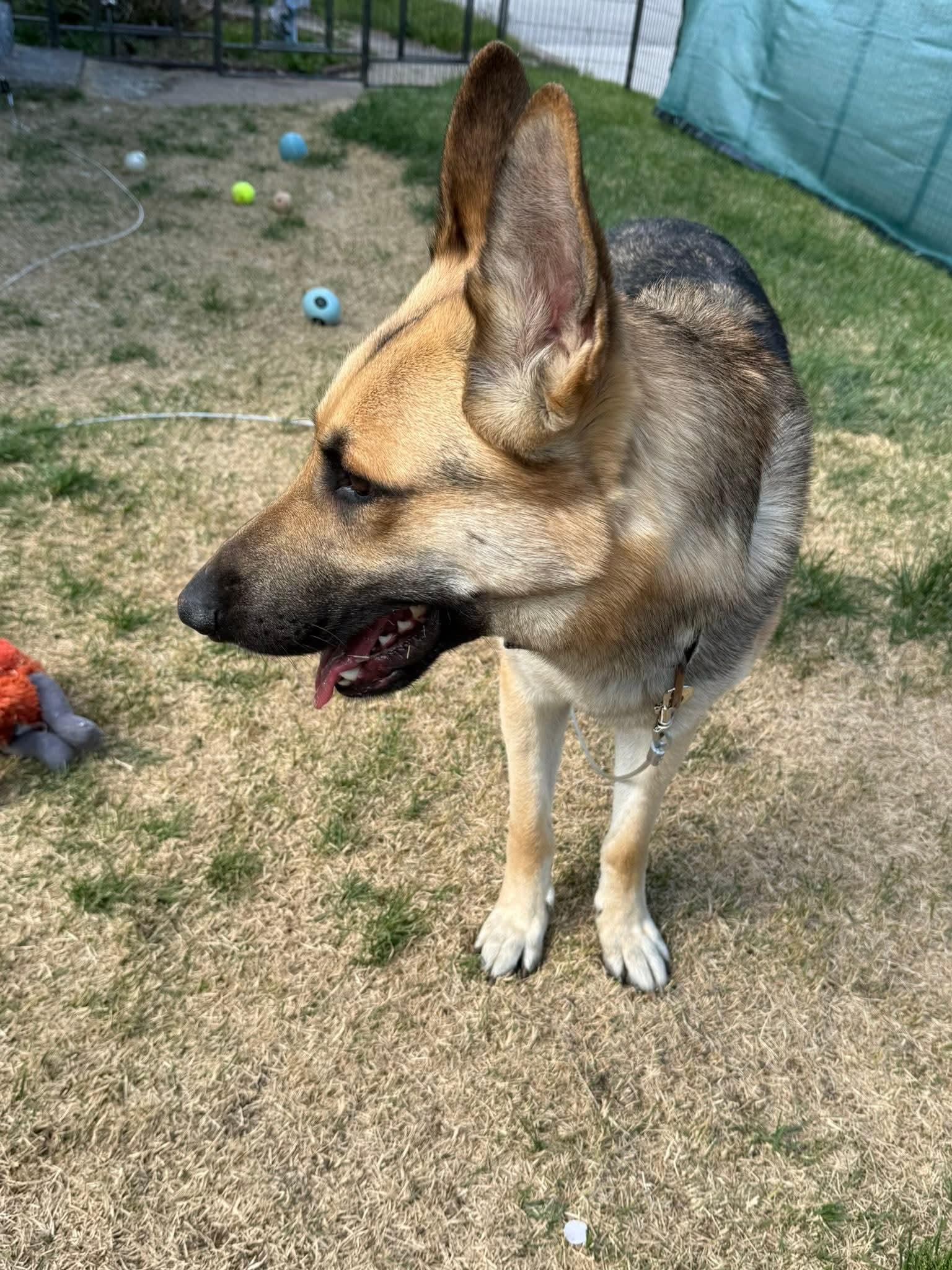 Pauly, a Adoptable German Shepherd Dog in West Warwick, RI image 2/4
