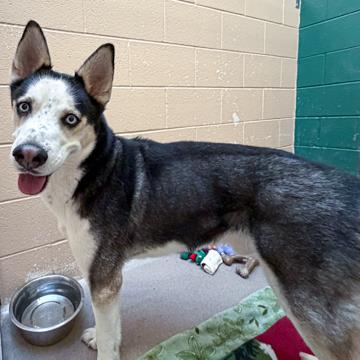 Enlarge Toby, a Adoptable mixed breed in Madison, WI image 1/3