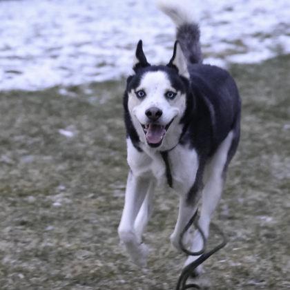 Toby, Adoptable, Adult Male Husky & Mixed Breed.