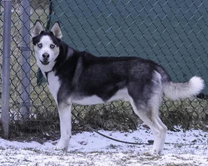 Enlarge Toby, a Adoptable mixed breed in Madison, WI image 3/3