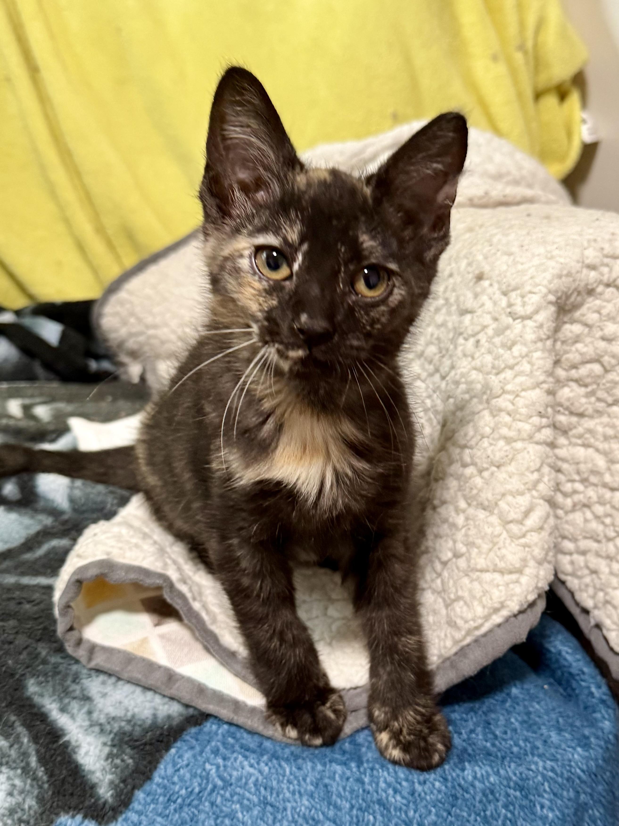 Effie’s kittens
