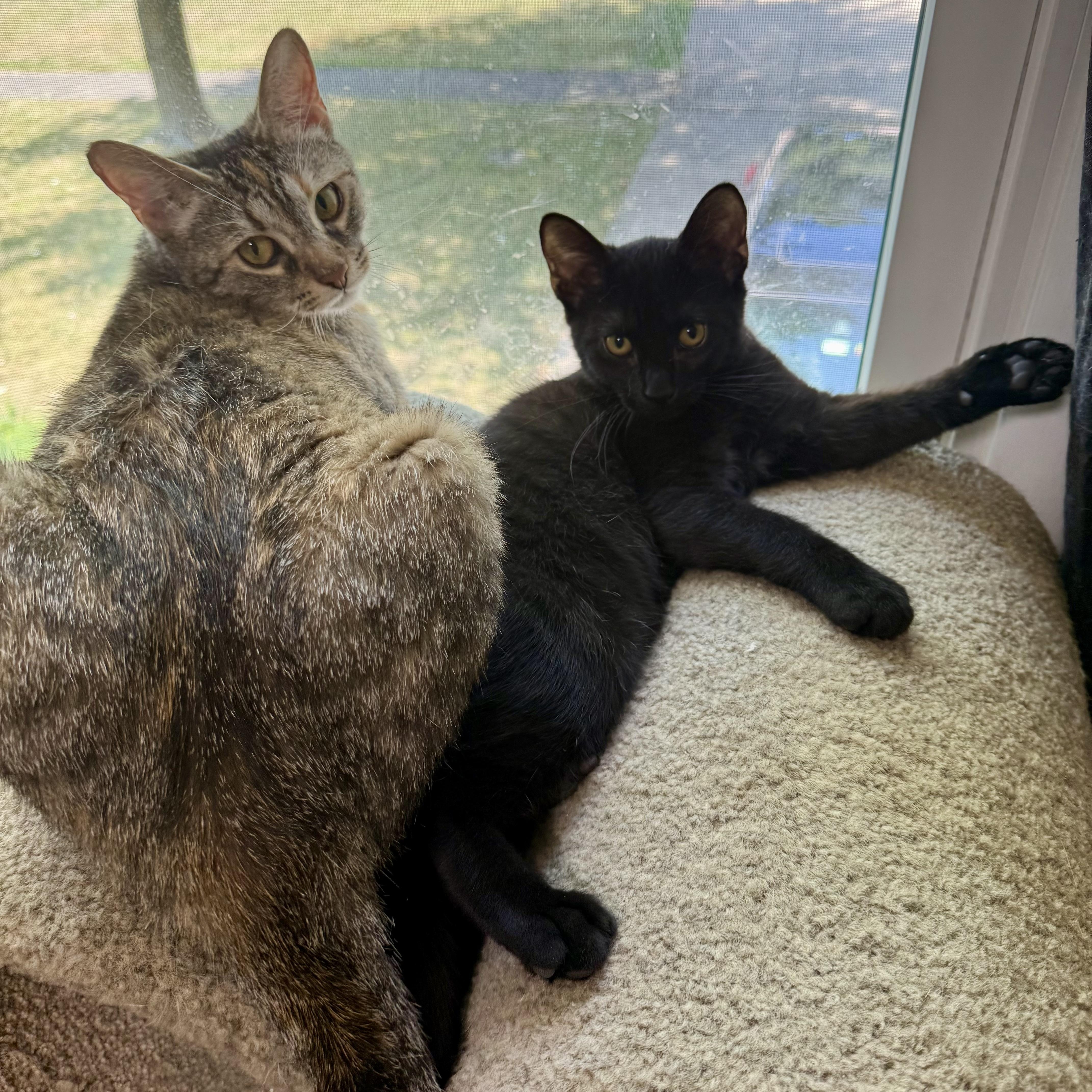 Effie’s kittens