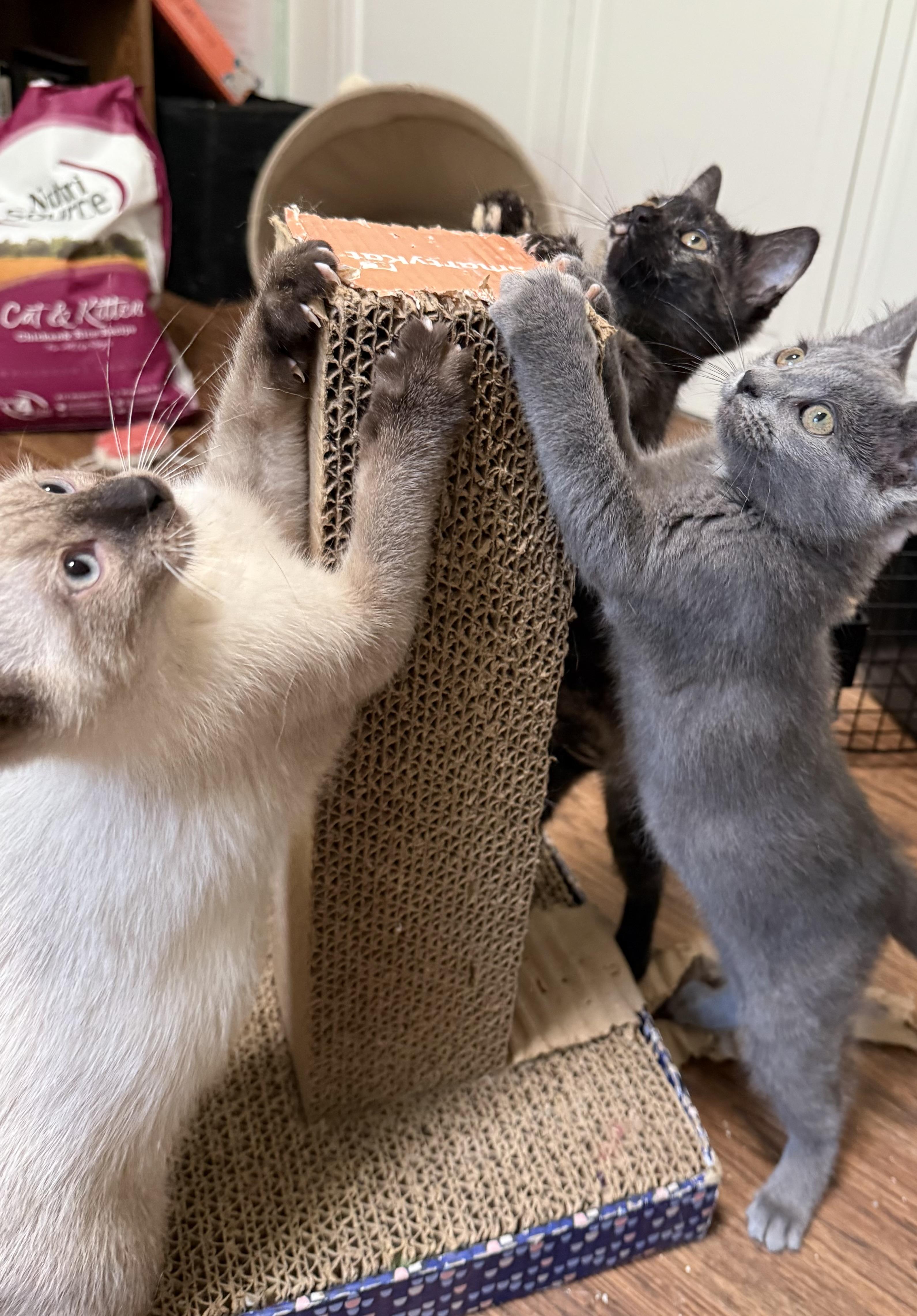 Effie’s kittens