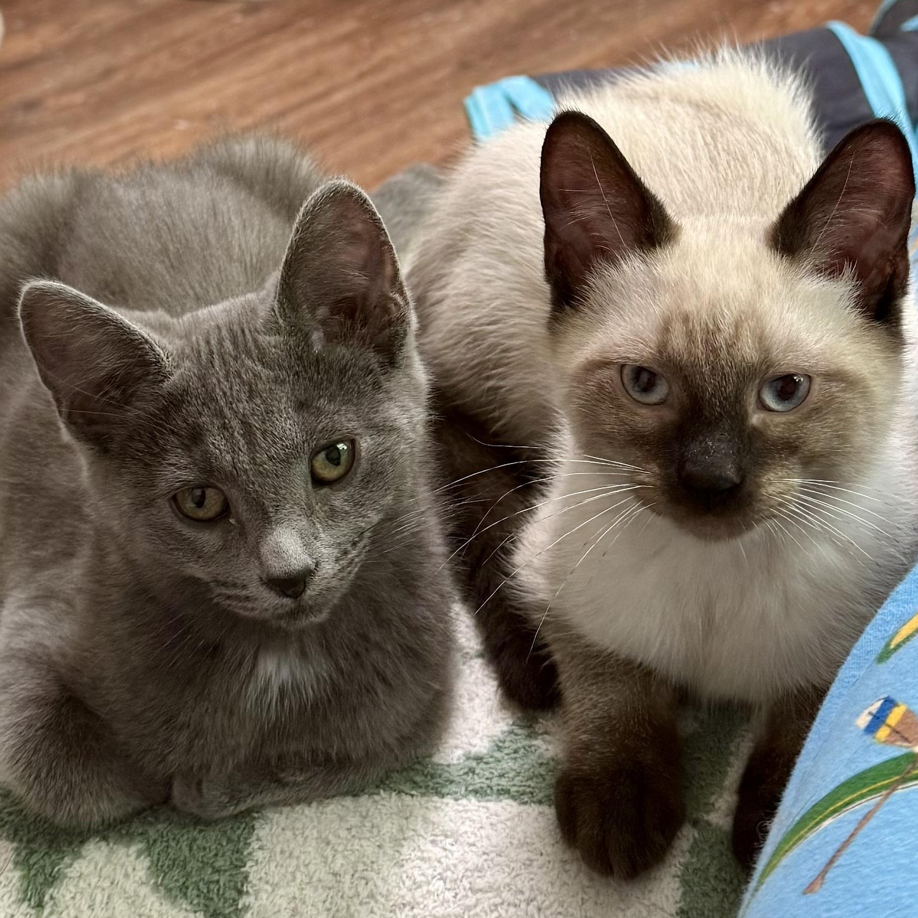 Effie’s kittens