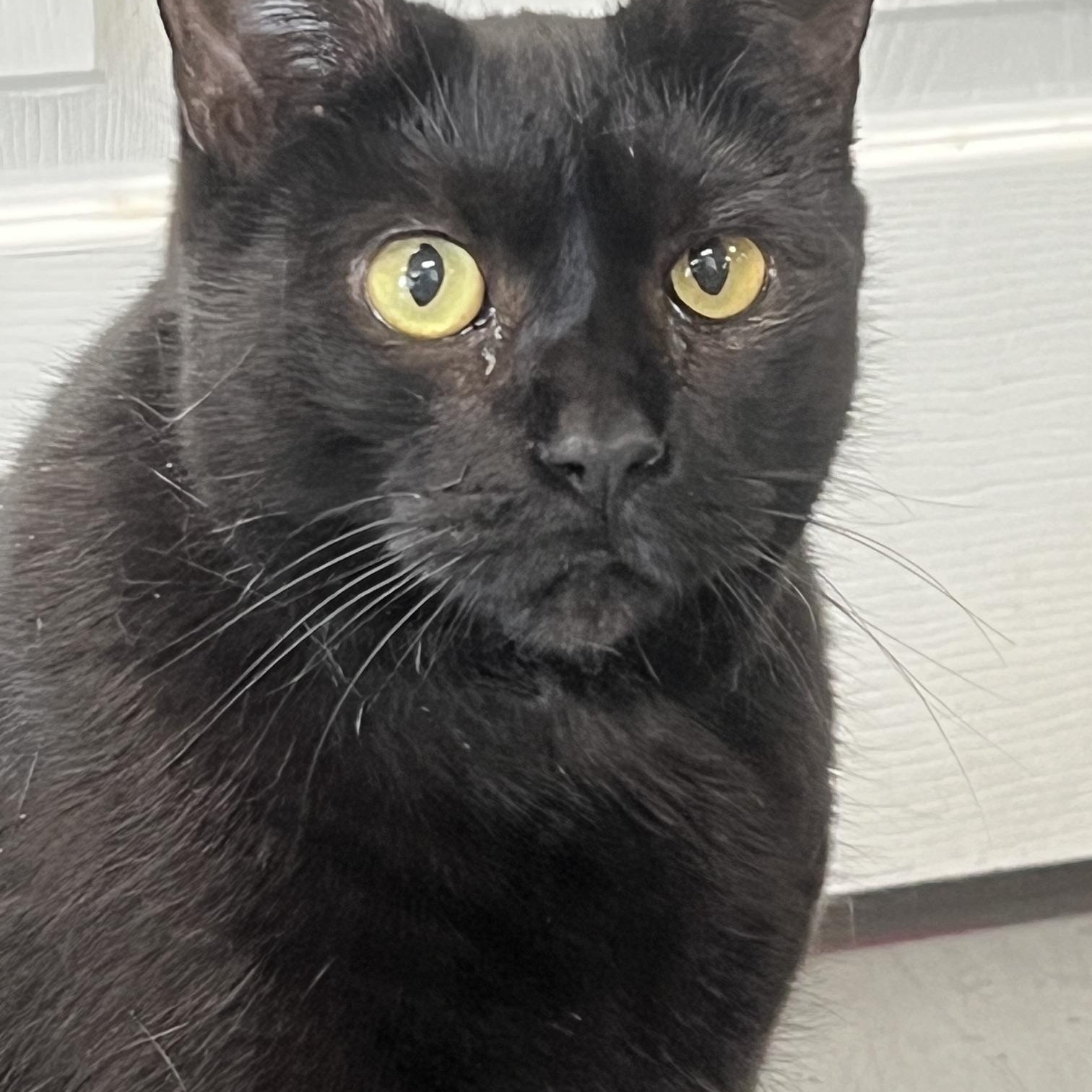 Enlarge Perla, a ADOPTABLE Domestic Short Hair in Johnston, RI image 3/6