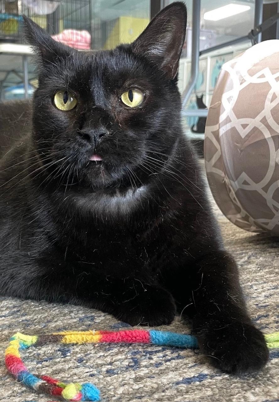 Enlarge Perla, a ADOPTABLE Domestic Short Hair in Johnston, RI image 6/6