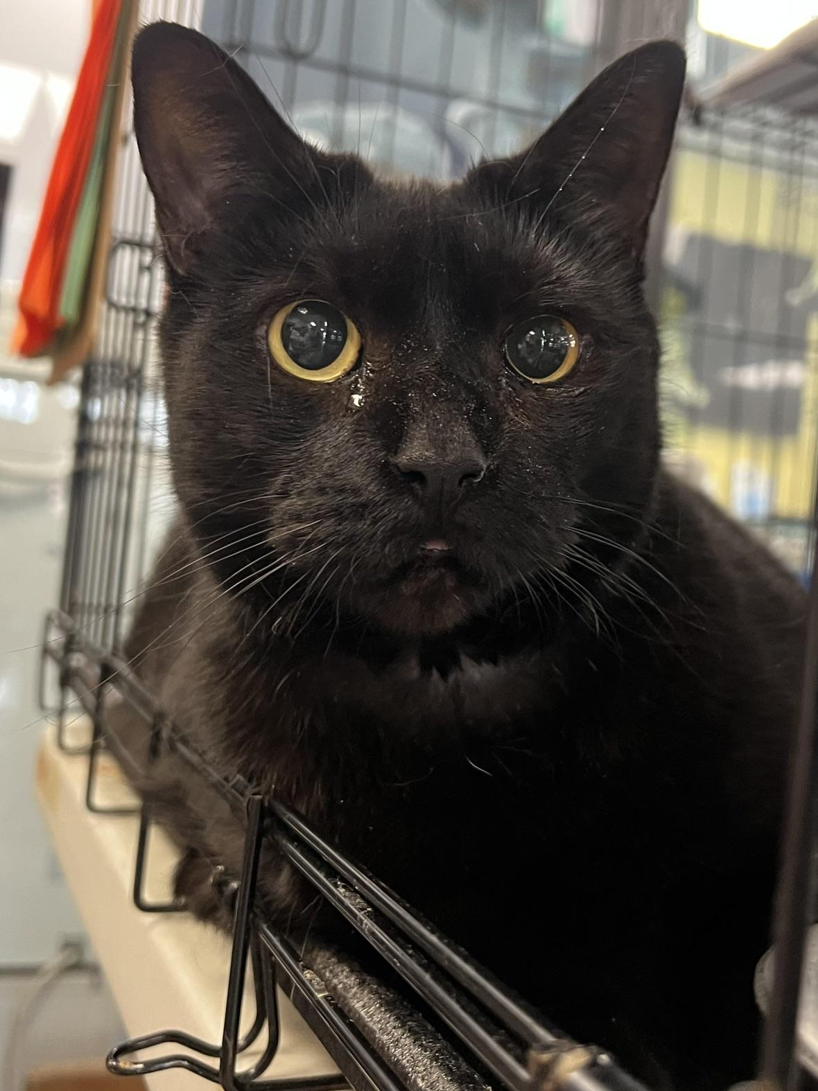 Enlarge Perla, a ADOPTABLE Domestic Short Hair in Johnston, RI image 2/6