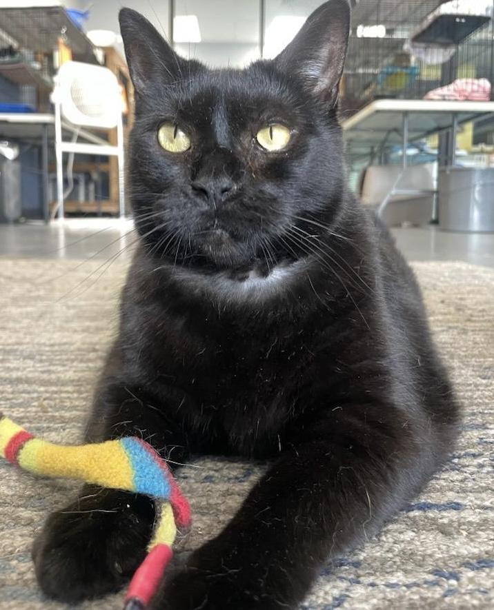 Perla, ADOPTABLE, Adult Female Domestic Short Hair.