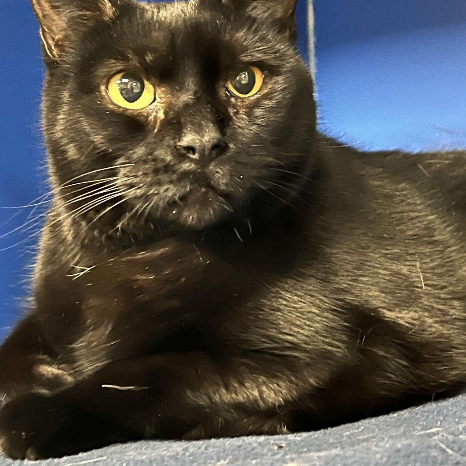 Enlarge Perla, a ADOPTABLE Domestic Short Hair in Johnston, RI image 5/6