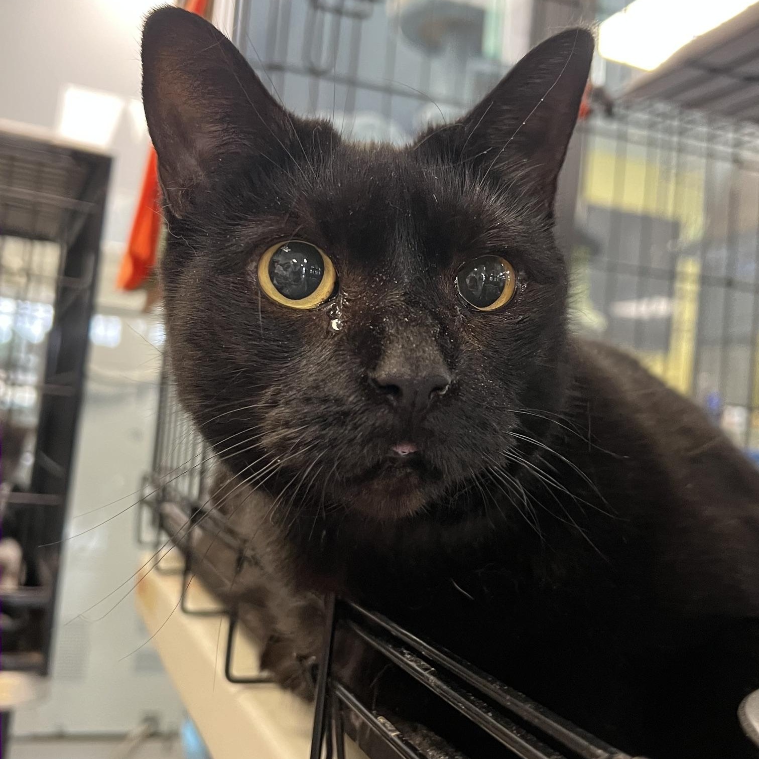 Enlarge Perla, a ADOPTABLE Domestic Short Hair in Johnston, RI image 4/6