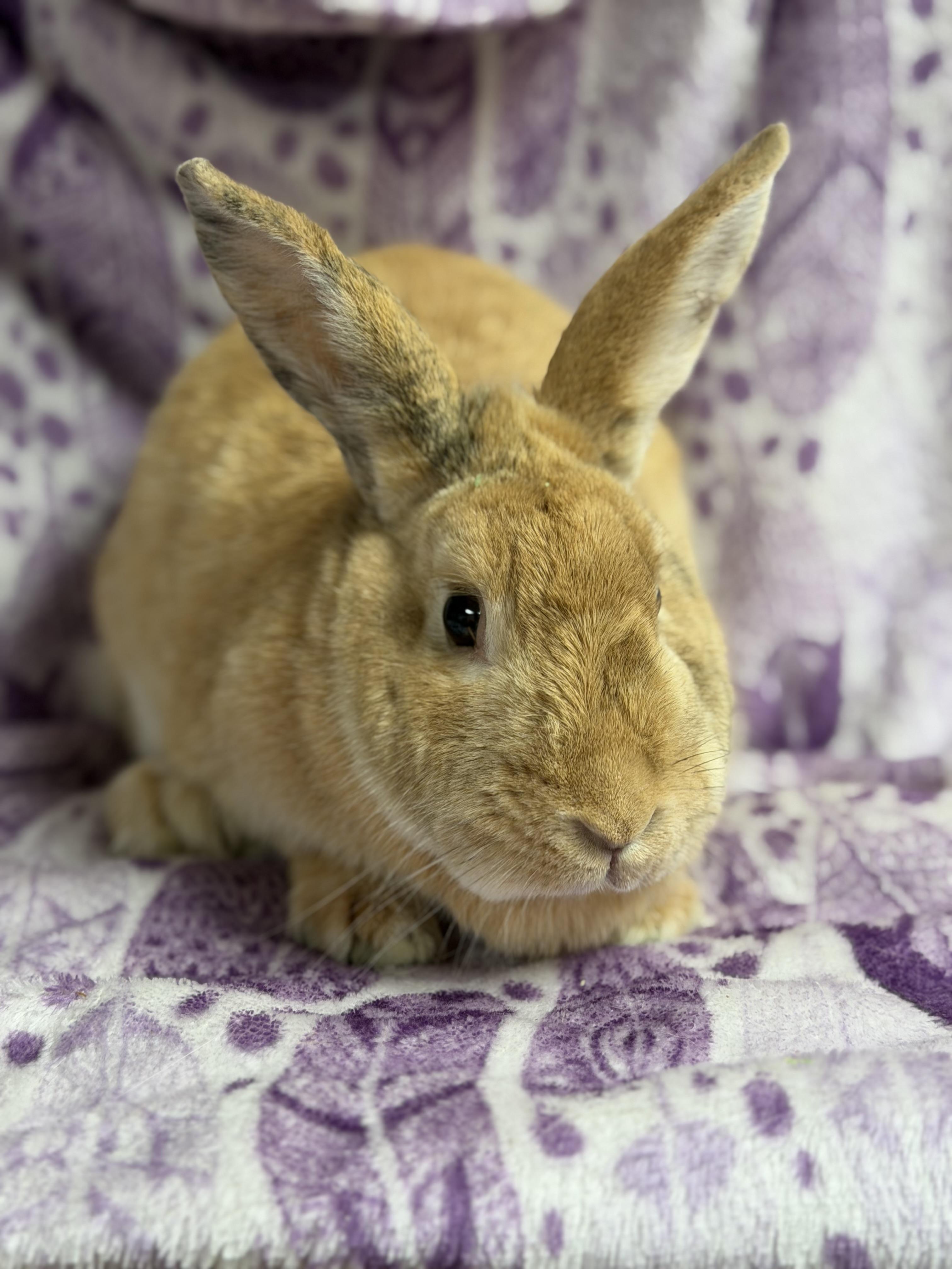 Enlarge Willow: video!!, a ADOPTABLE Harlequin in Edinburg, PA image 4/5