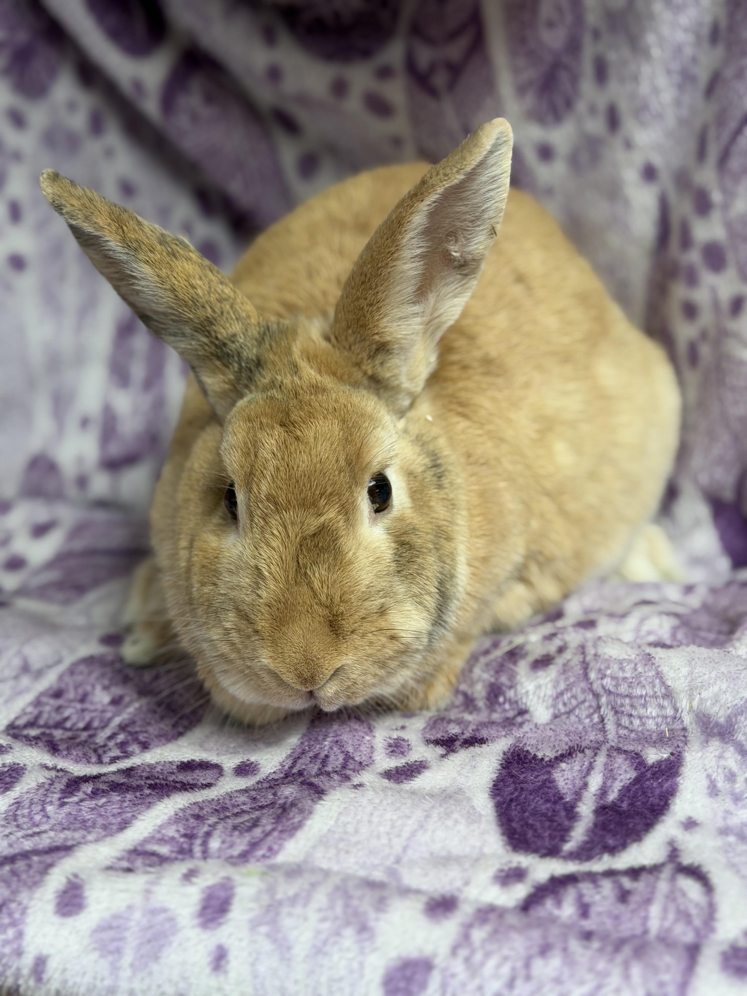 Enlarge Willow: video!!, a ADOPTABLE Harlequin in Edinburg, PA image 2/5