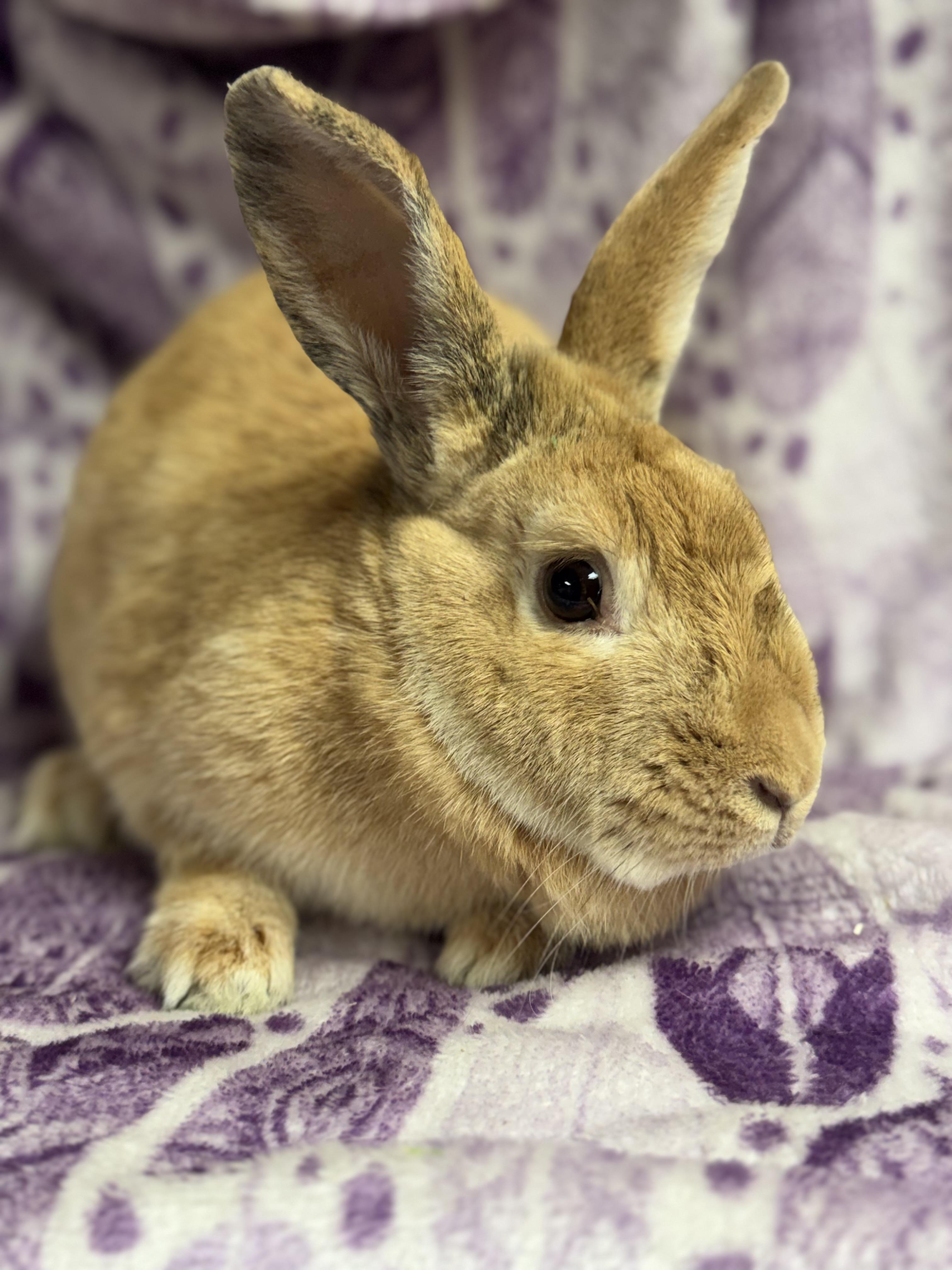 Enlarge Willow: video!!, a ADOPTABLE Harlequin in Edinburg, PA image 1/5