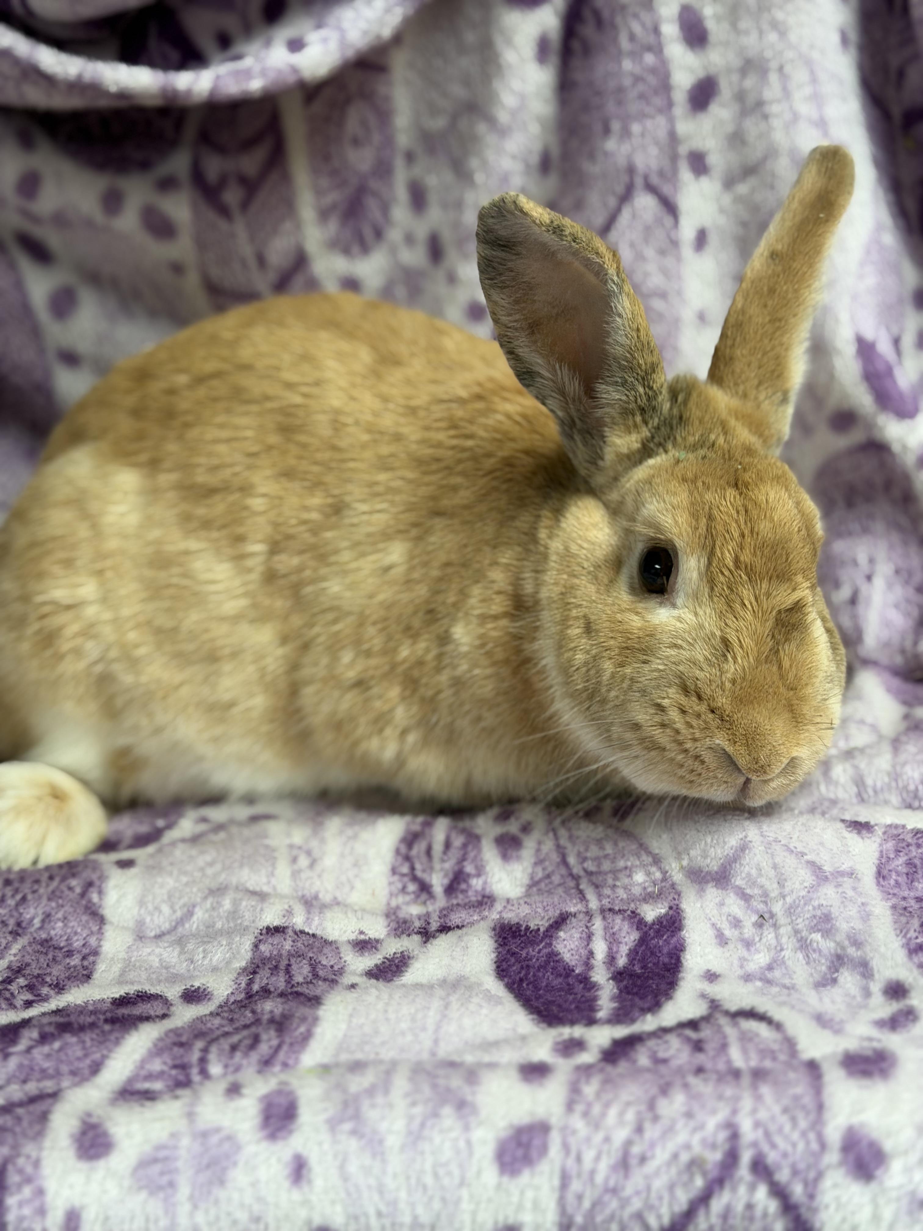 Enlarge Willow: video!!, a ADOPTABLE Harlequin in Edinburg, PA image 3/5