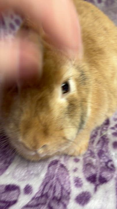 Enlarge Willow: video!!, a ADOPTABLE Harlequin in Edinburg, PA video 5/5