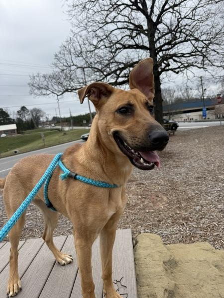 Enlarge Lele, a Adoptable mixed breed in Canton, GA image 1/5