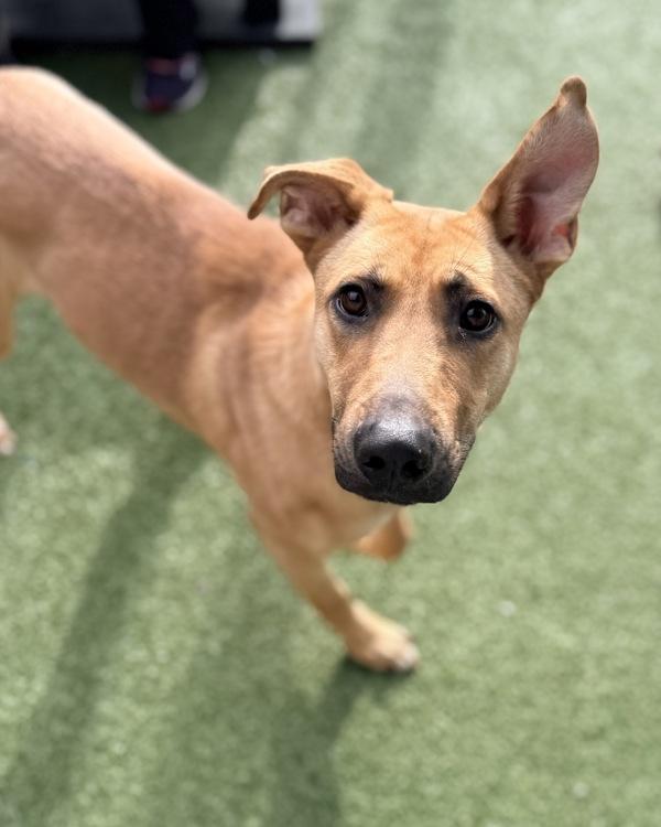 Enlarge Lele, a Adoptable mixed breed in Canton, GA image 2/5