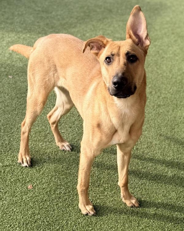 Enlarge Lele, a Adoptable mixed breed in Canton, GA image 3/5