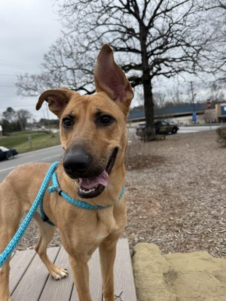 Enlarge Lele, a Adoptable mixed breed in Canton, GA image 4/5